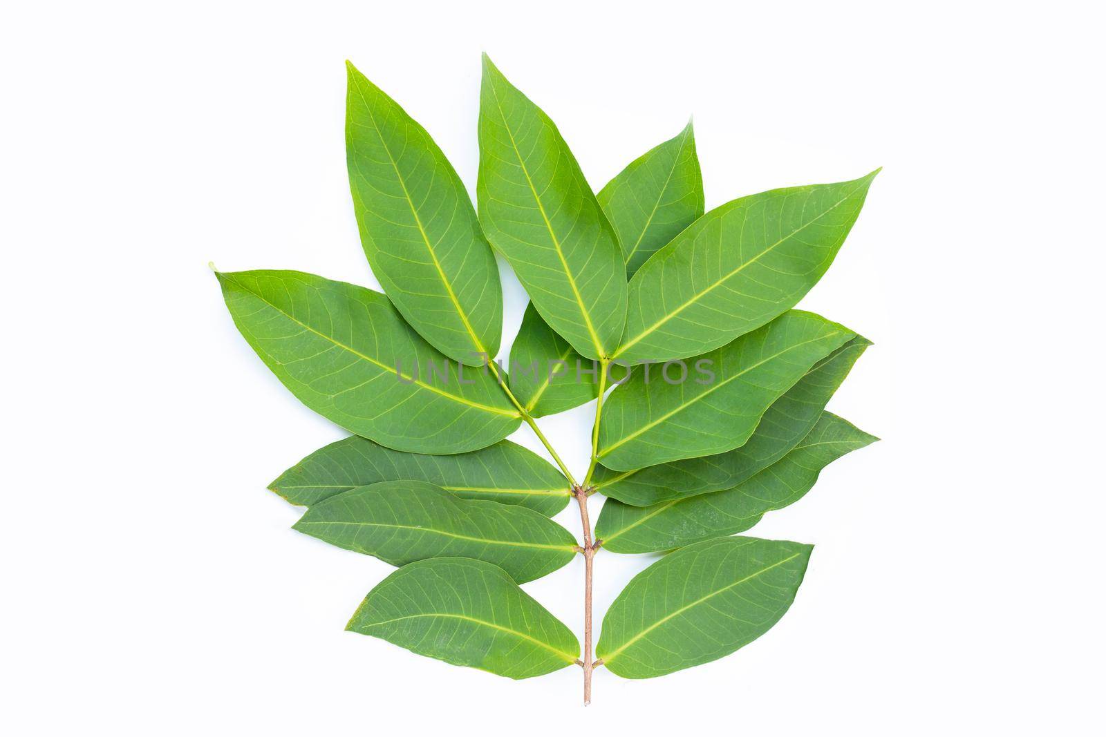 Rose apple  leaves on white background.