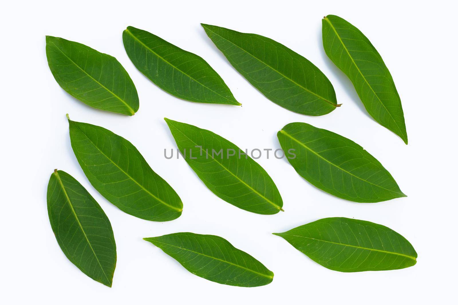 Rose apple  leaves on white background.