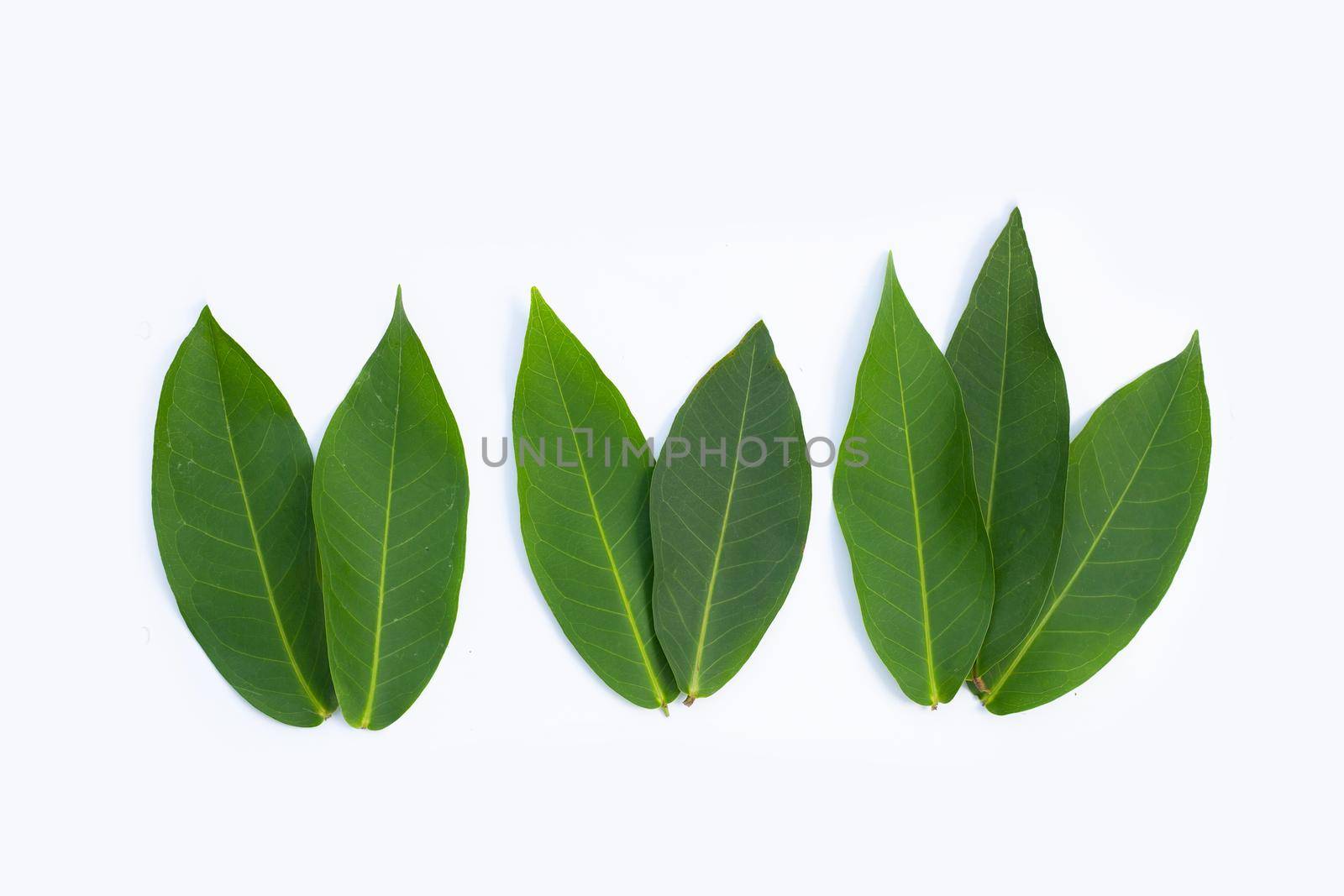 Rose apple  leaves on white background.