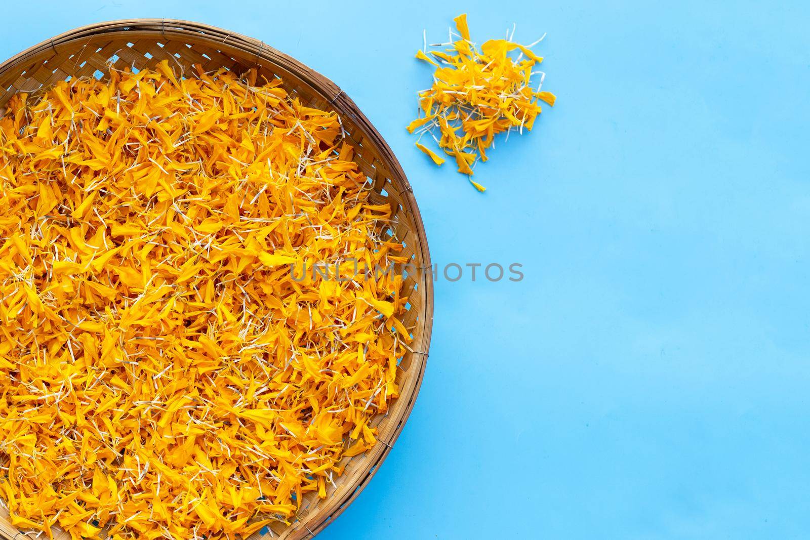 Petals of marigold flower on blue background. by Bowonpat