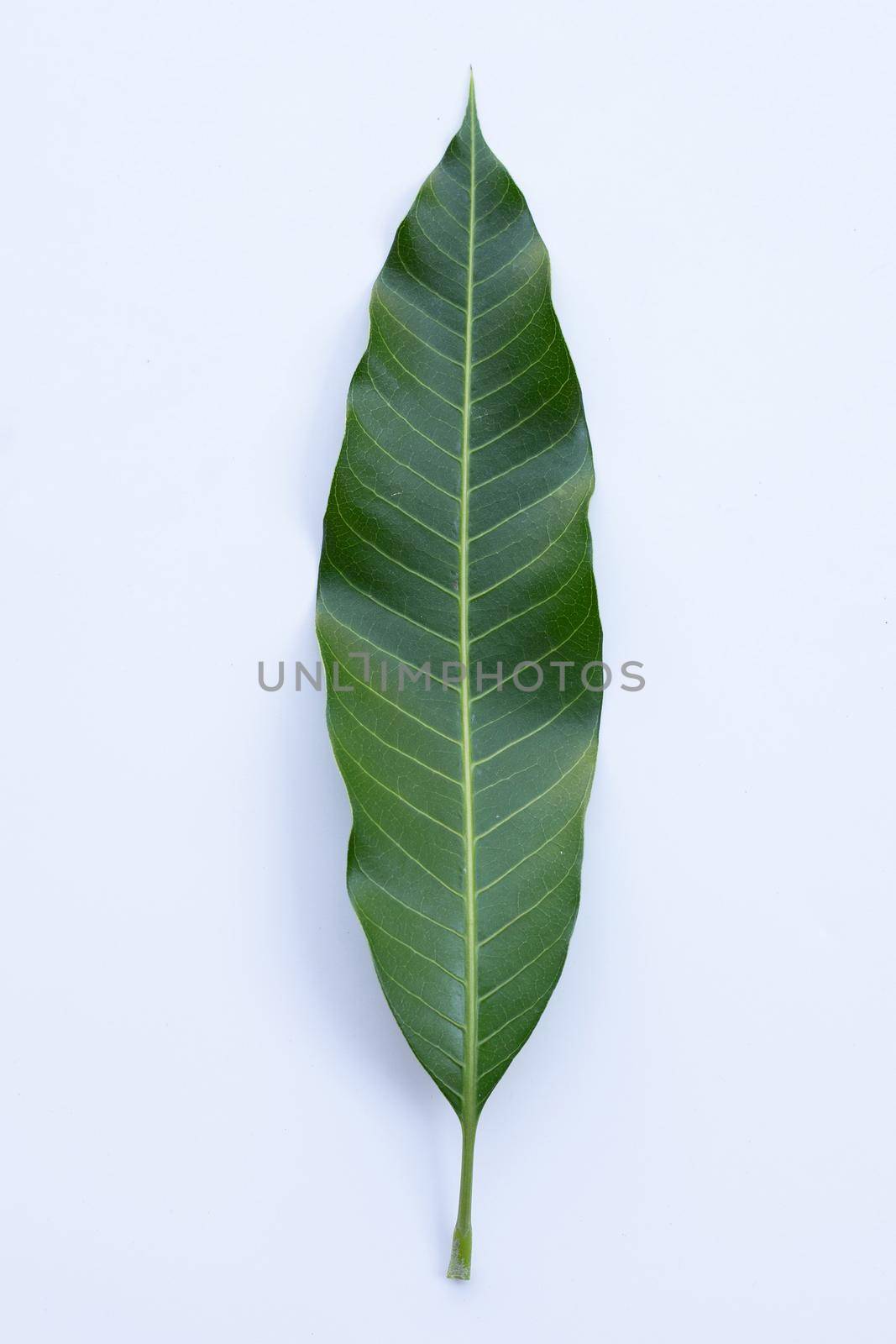 Top view of mango leaf on white background. by Bowonpat