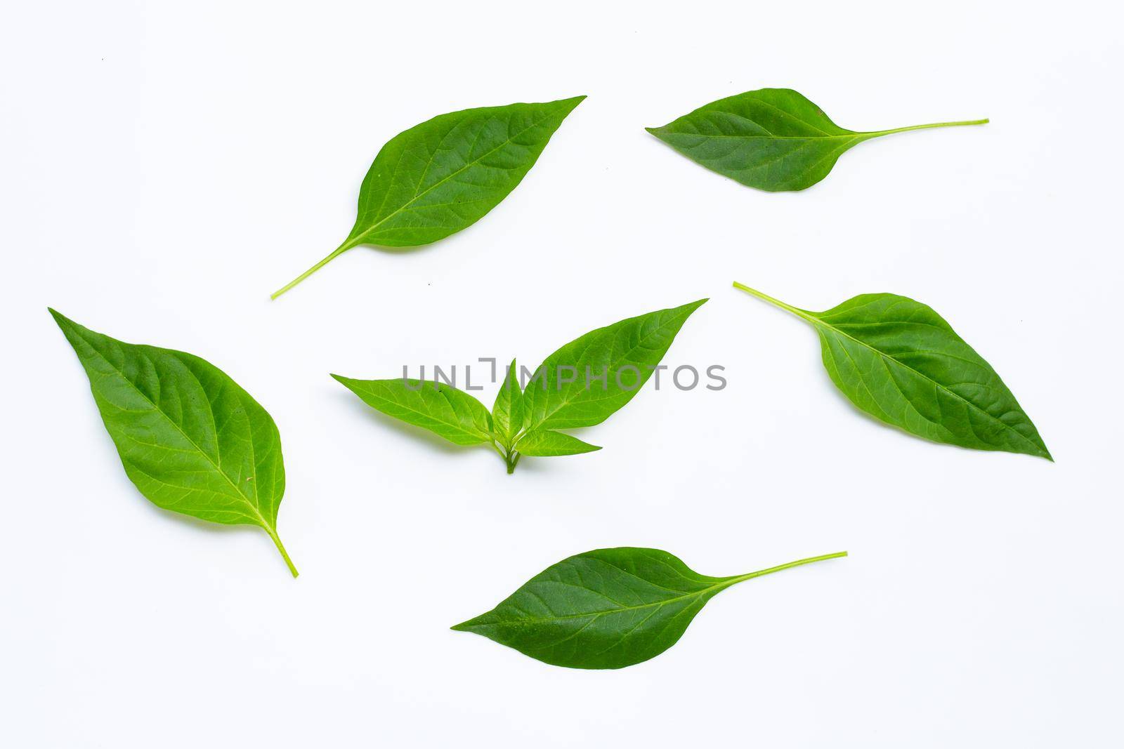 Green leaves of chili peppers on white background.