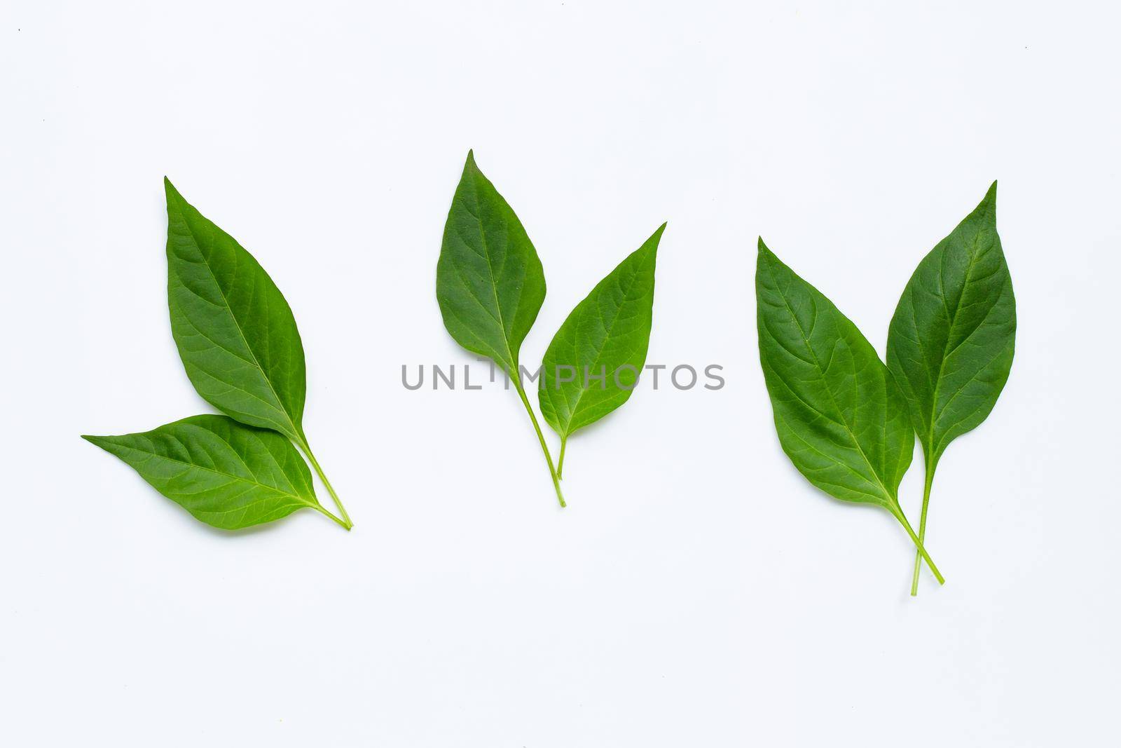 Green leaves of chili peppers on white background. by Bowonpat