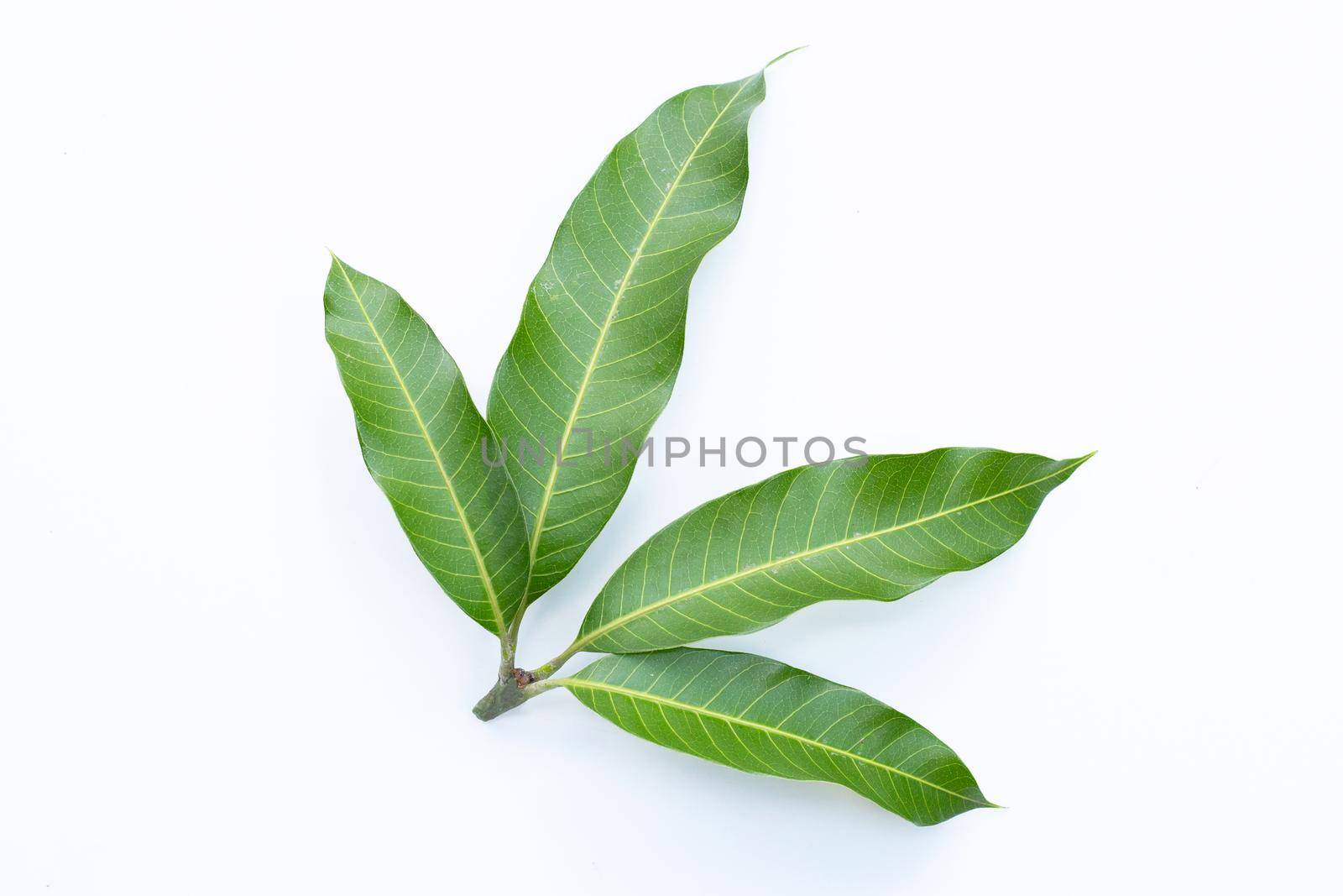 Top view of mango leaves on white background. by Bowonpat