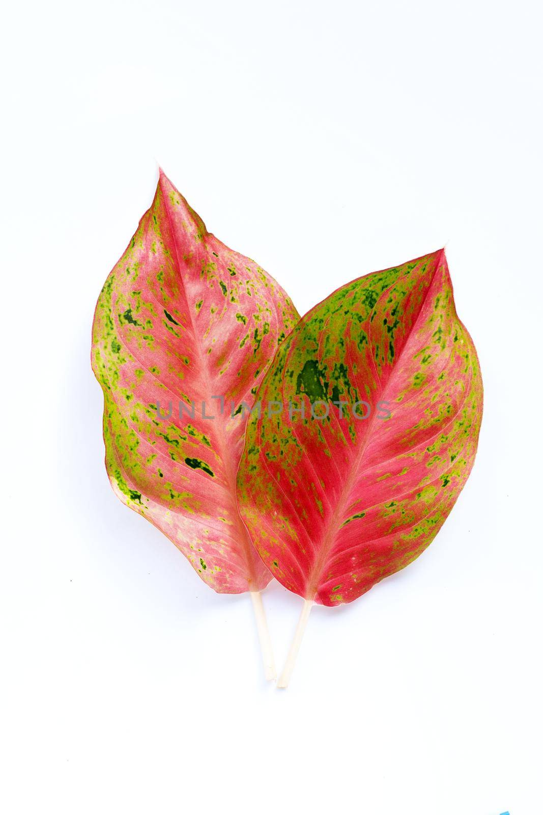 Colorful aglaonema leaves on white background.