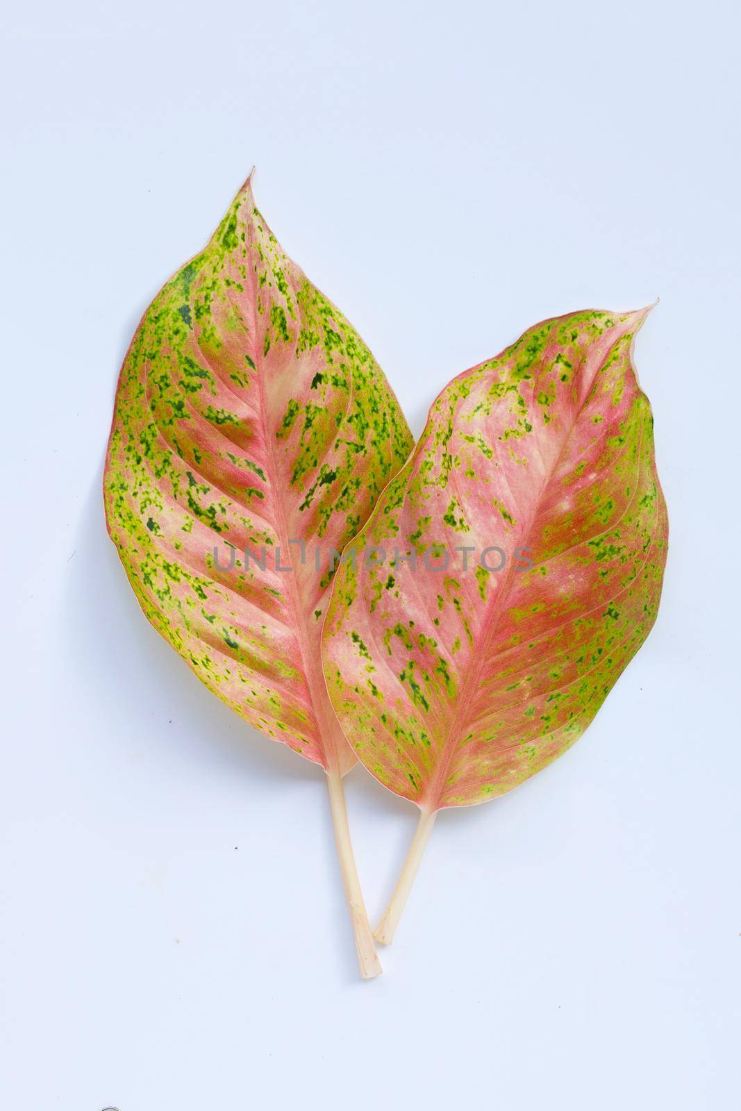 Colorful aglaonema leaves on white background.