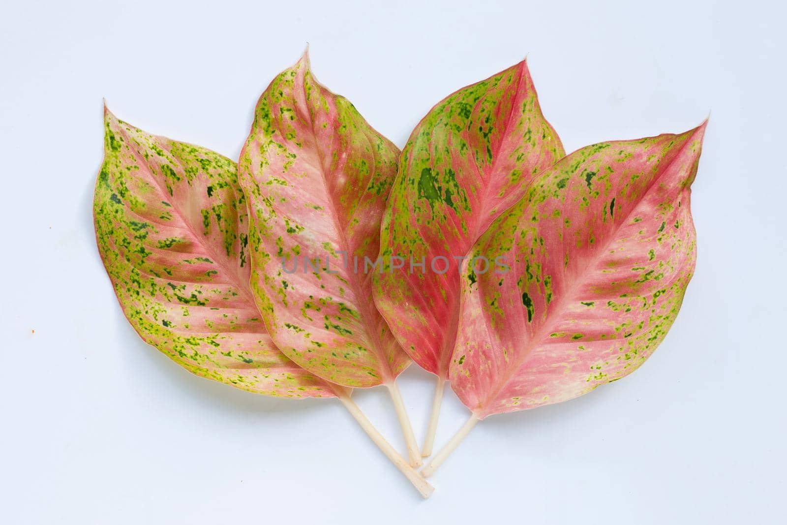 Colorful aglaonema leaves on white background. by Bowonpat