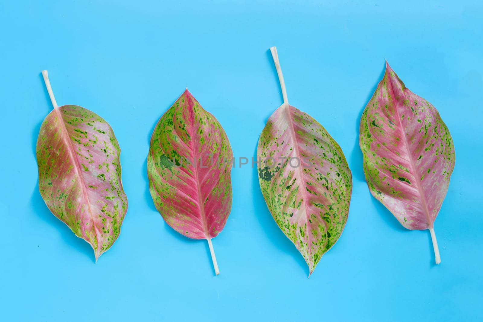 Colorful aglaonema leaves on blue background.