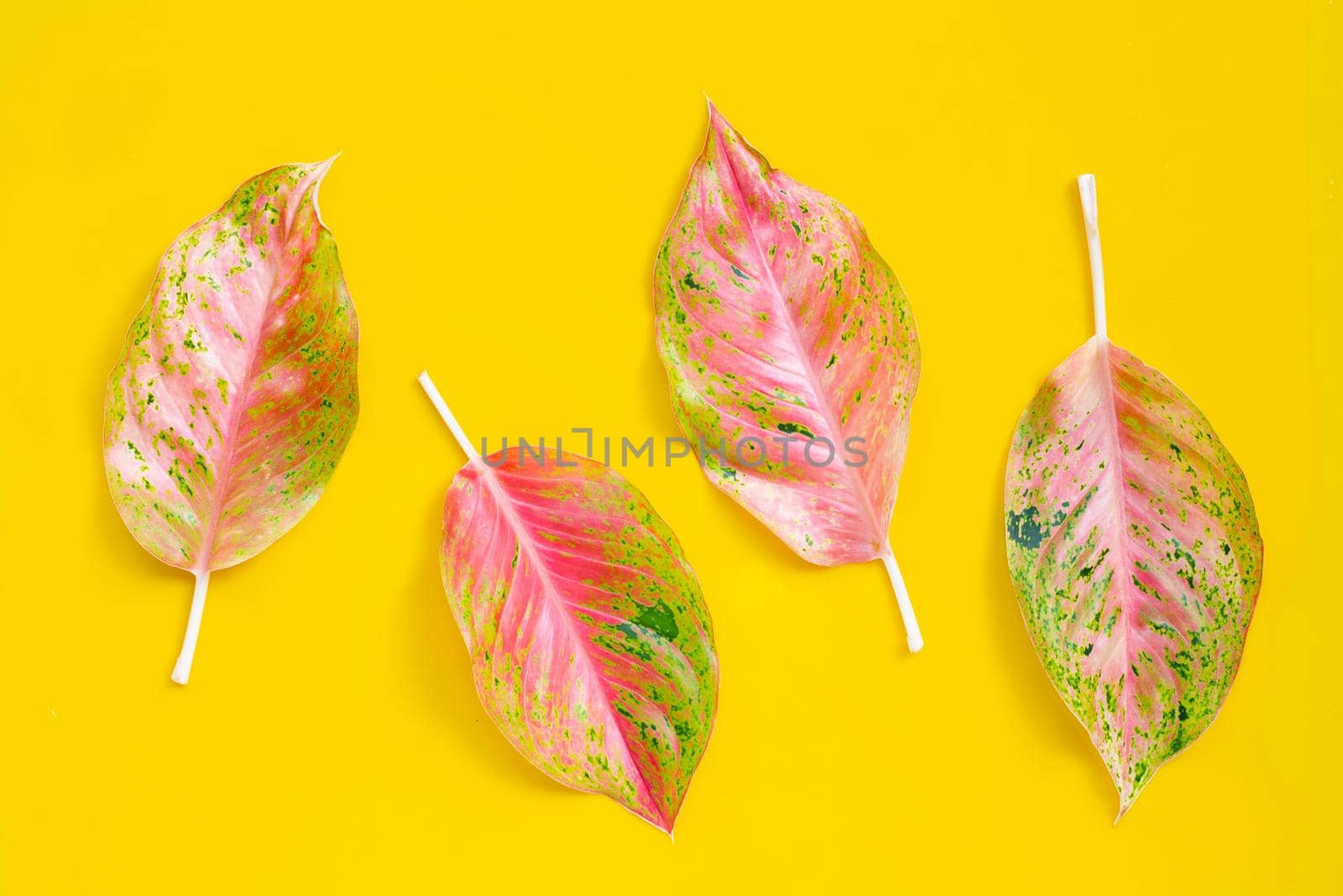 Colorful aglaonema leaves on yellow background. by Bowonpat