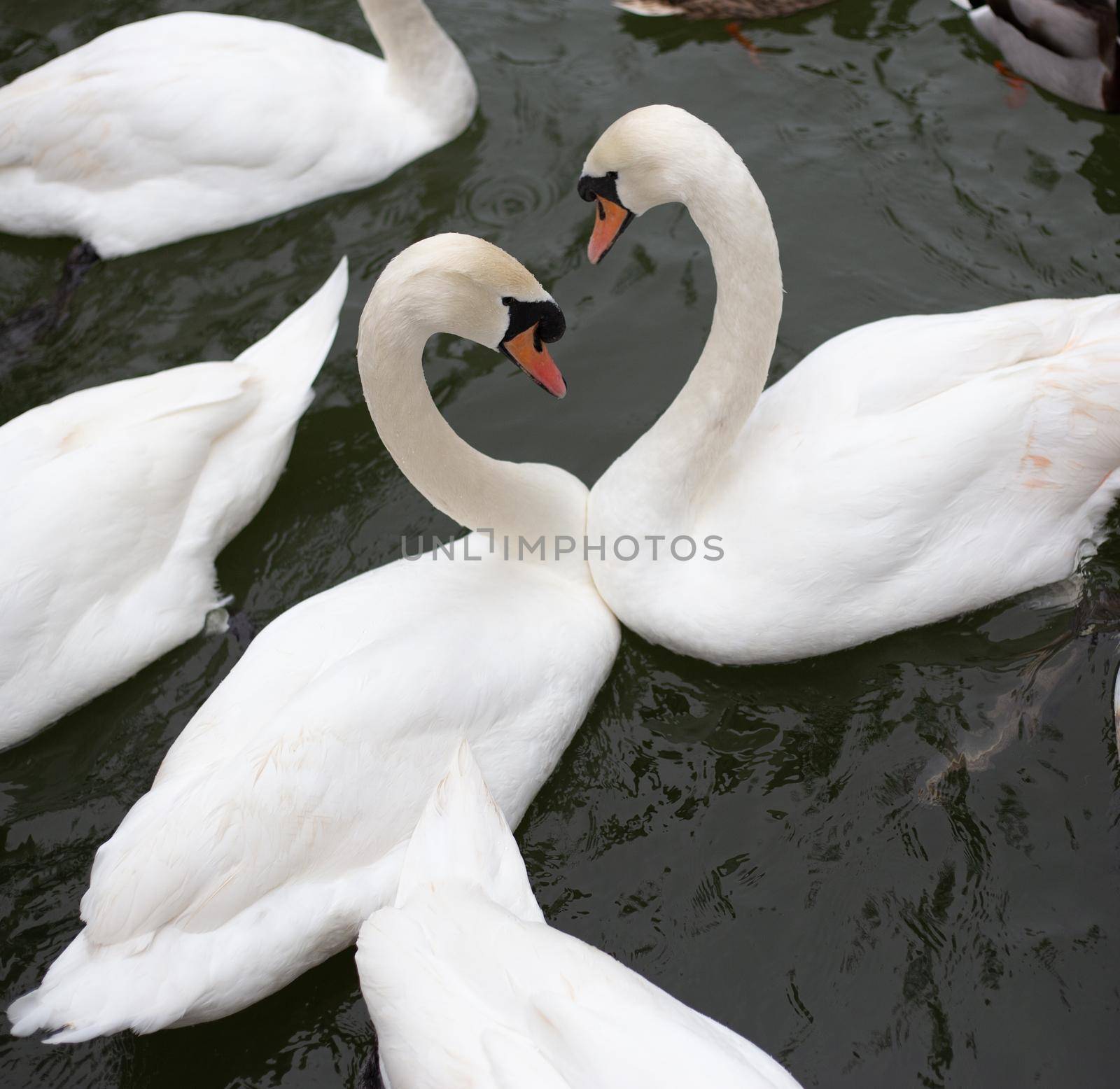 White swans in water by NelliPolk