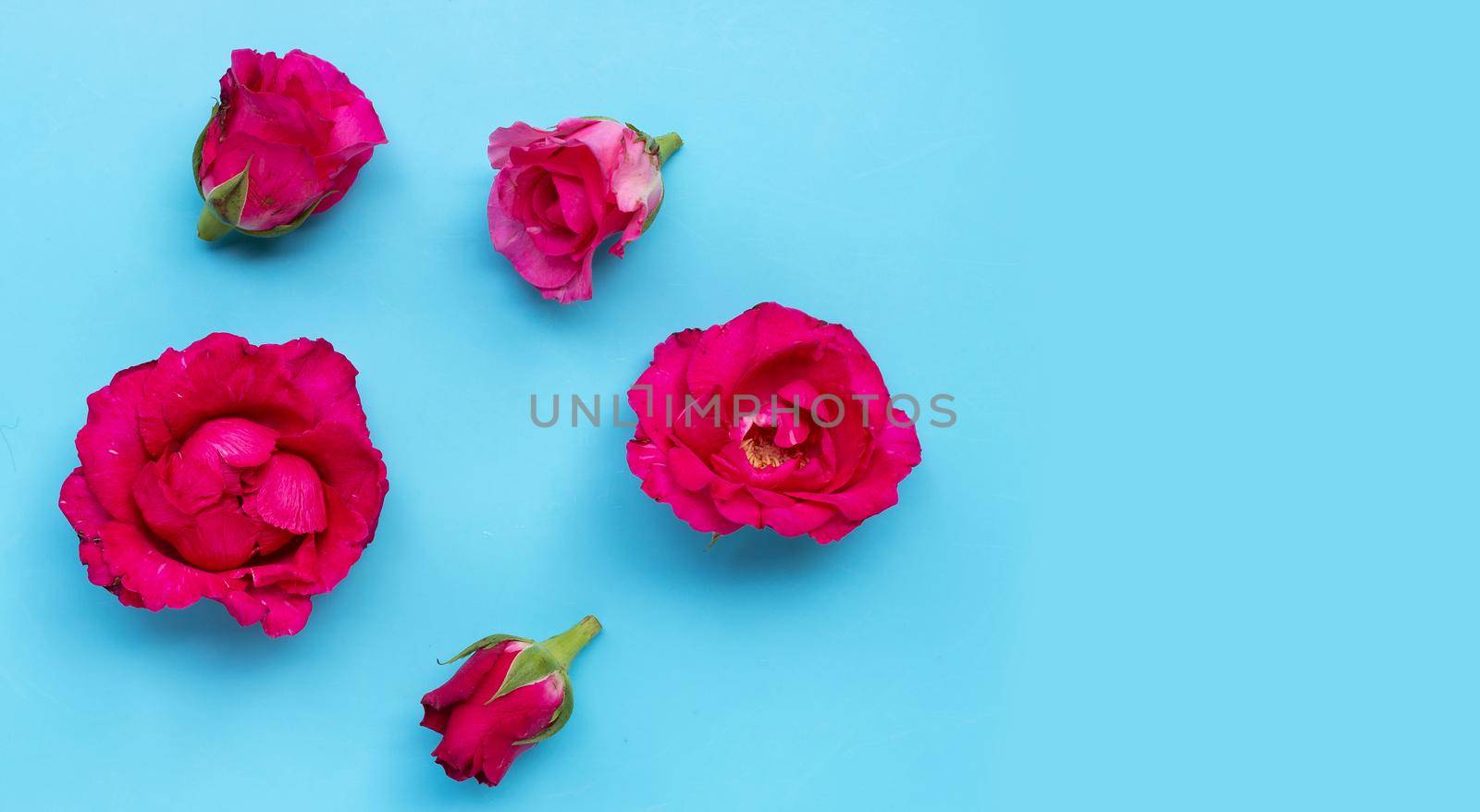 Rose on blue background. Top view by Bowonpat