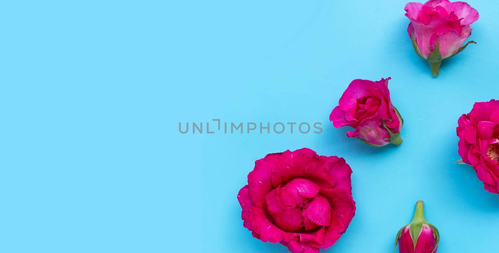 Rose on blue background. Top view