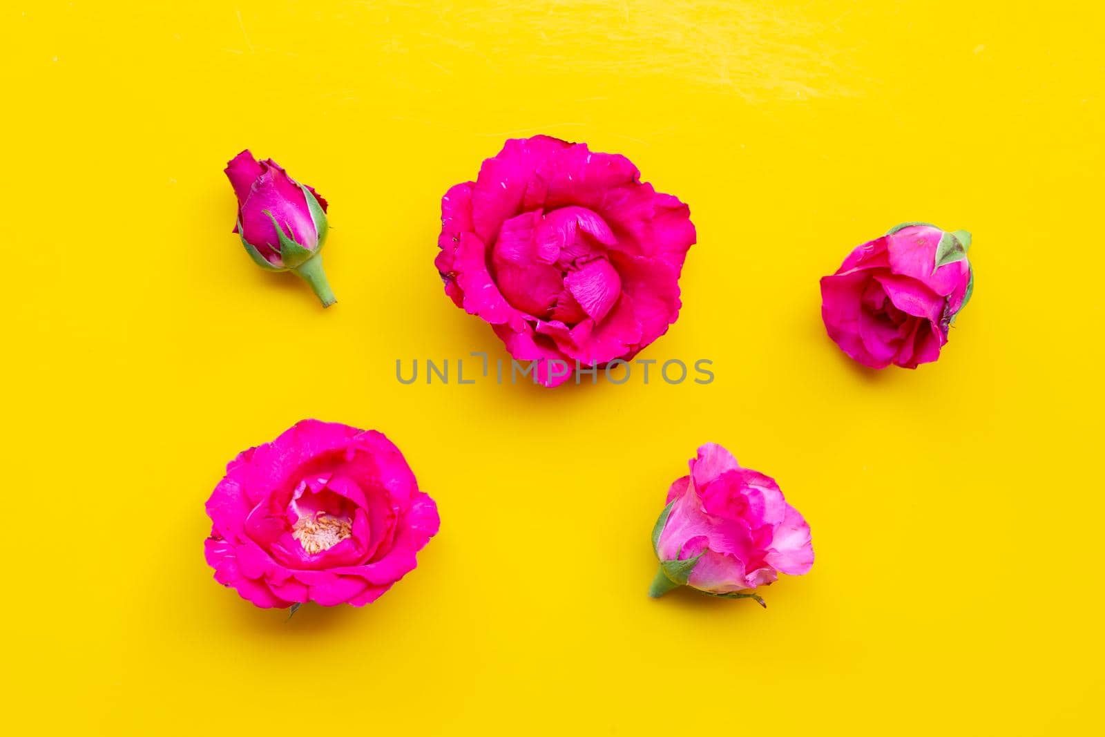 Rose on yellow background. Top view