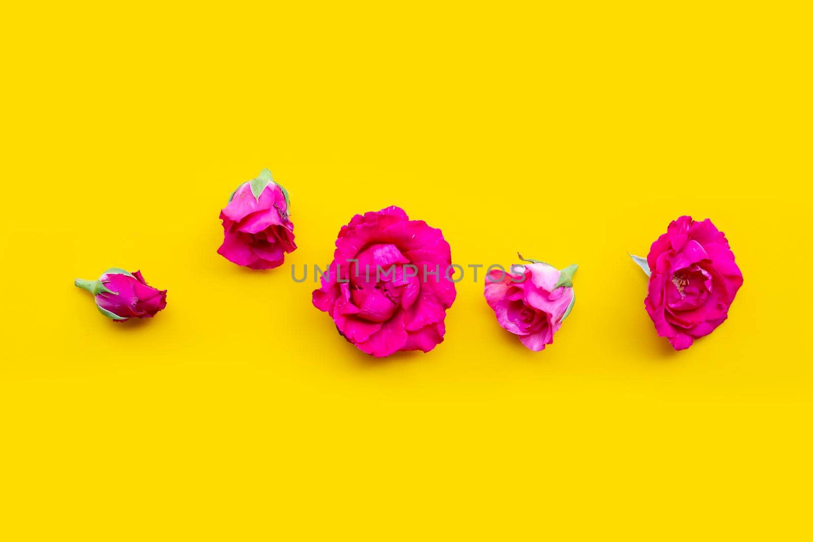 Rose on yellow background. Top view by Bowonpat