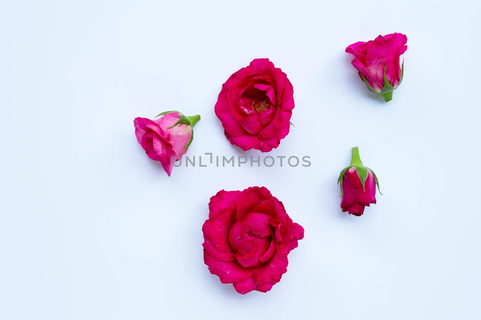 Rose on white background. Top view