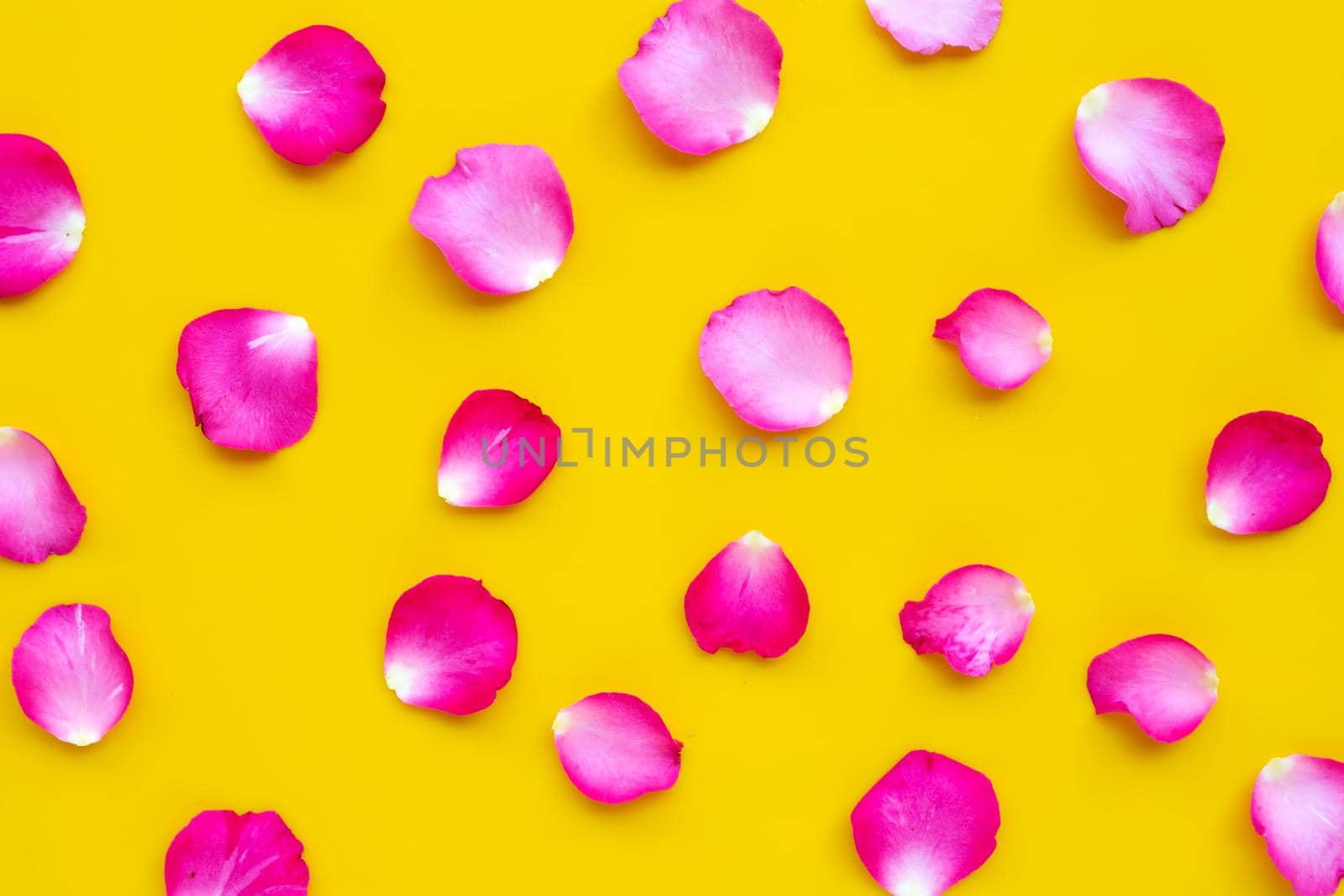 Rose petals on yellow background. 