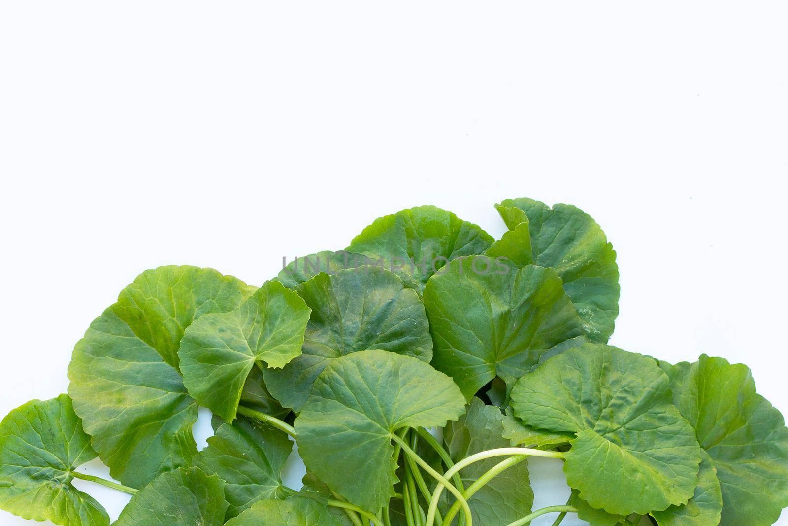 Gotu kola, Asiatic pennywort or Indian pennywort on white background.