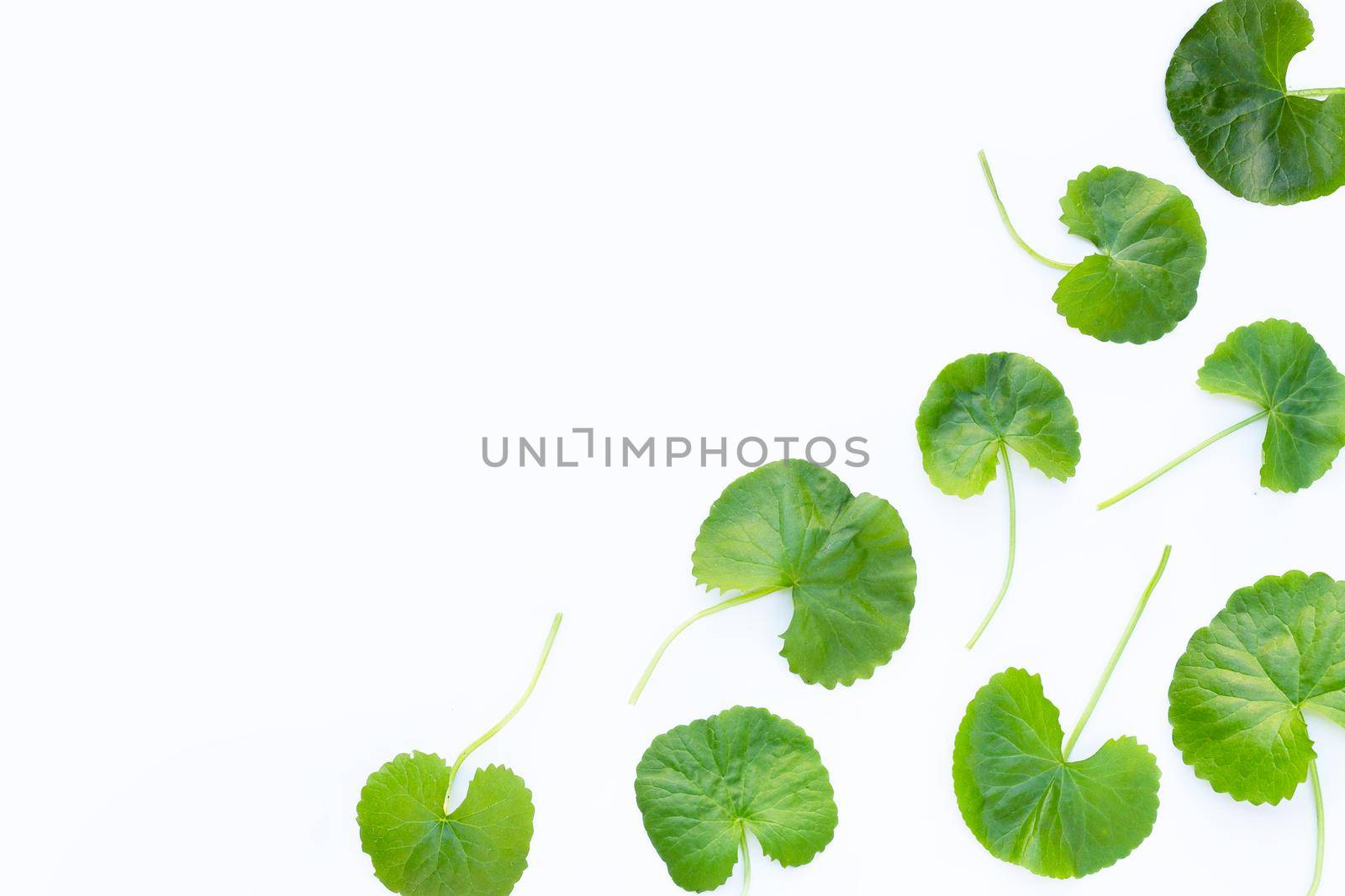 Gotu kola, Asiatic pennywort or Indian pennywort on white background.