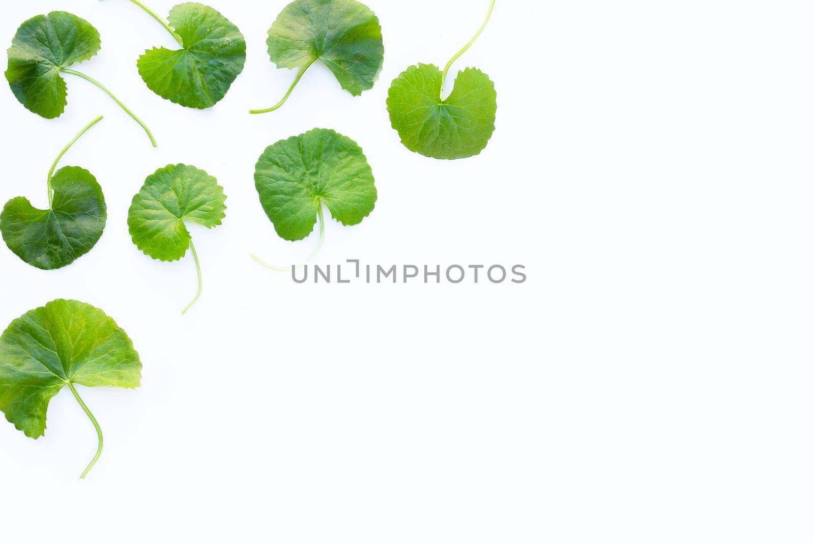 Gotu kola, Asiatic pennywort or Indian pennywort on white background. Copy space