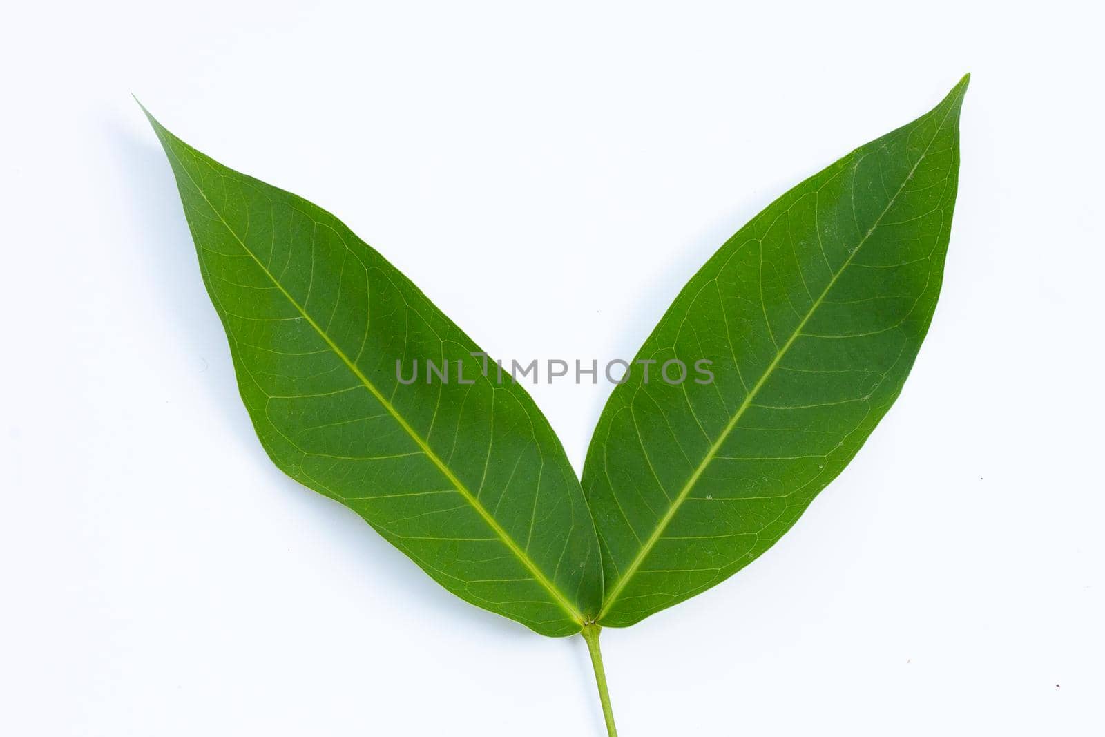 Rose apple  leaves on white background.