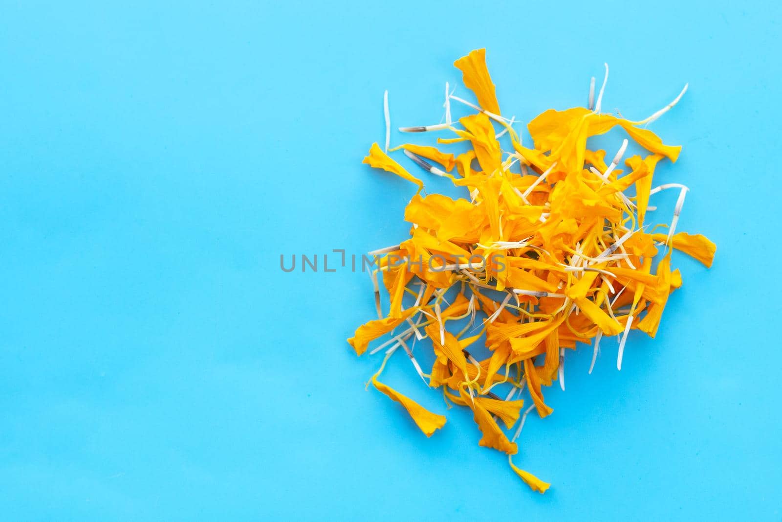 Petals of marigold flower on blue background.