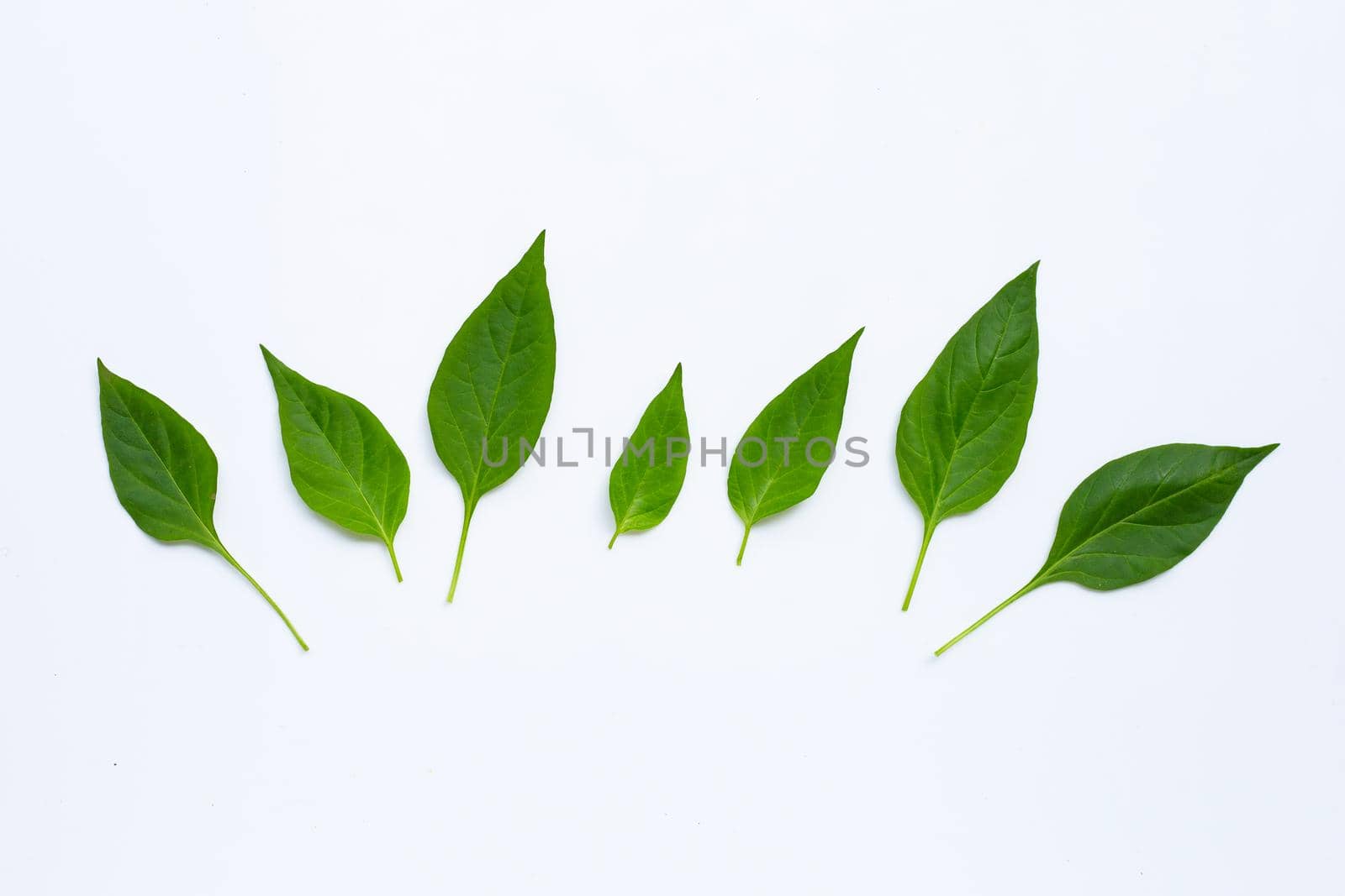 Green leaves of chili peppers on white background.