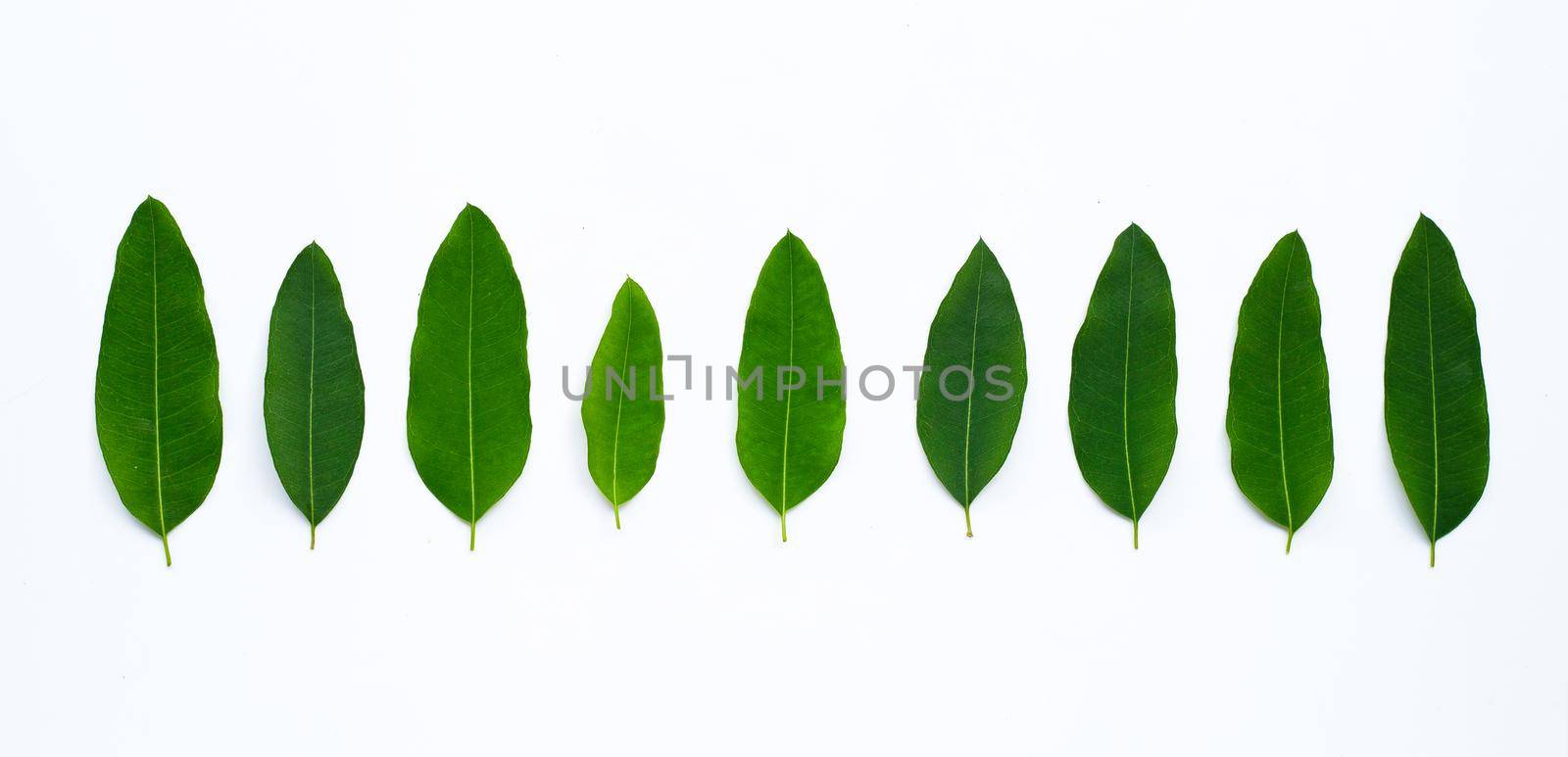 Eucalyptus leaves on white background.  Copy space by Bowonpat