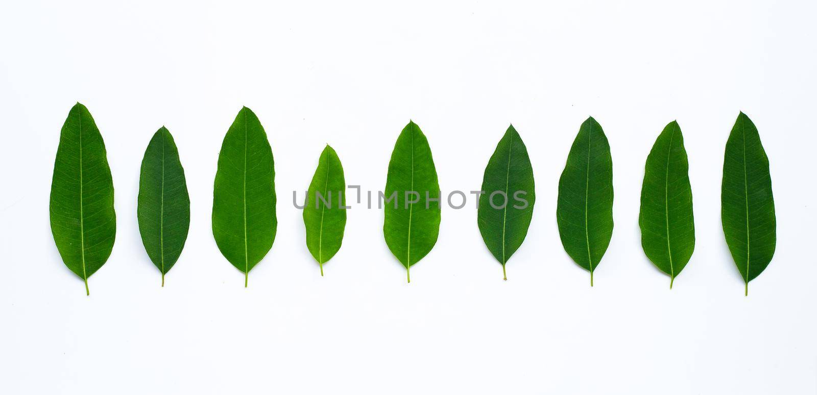 Eucalyptus leaves on white background.  Copy space