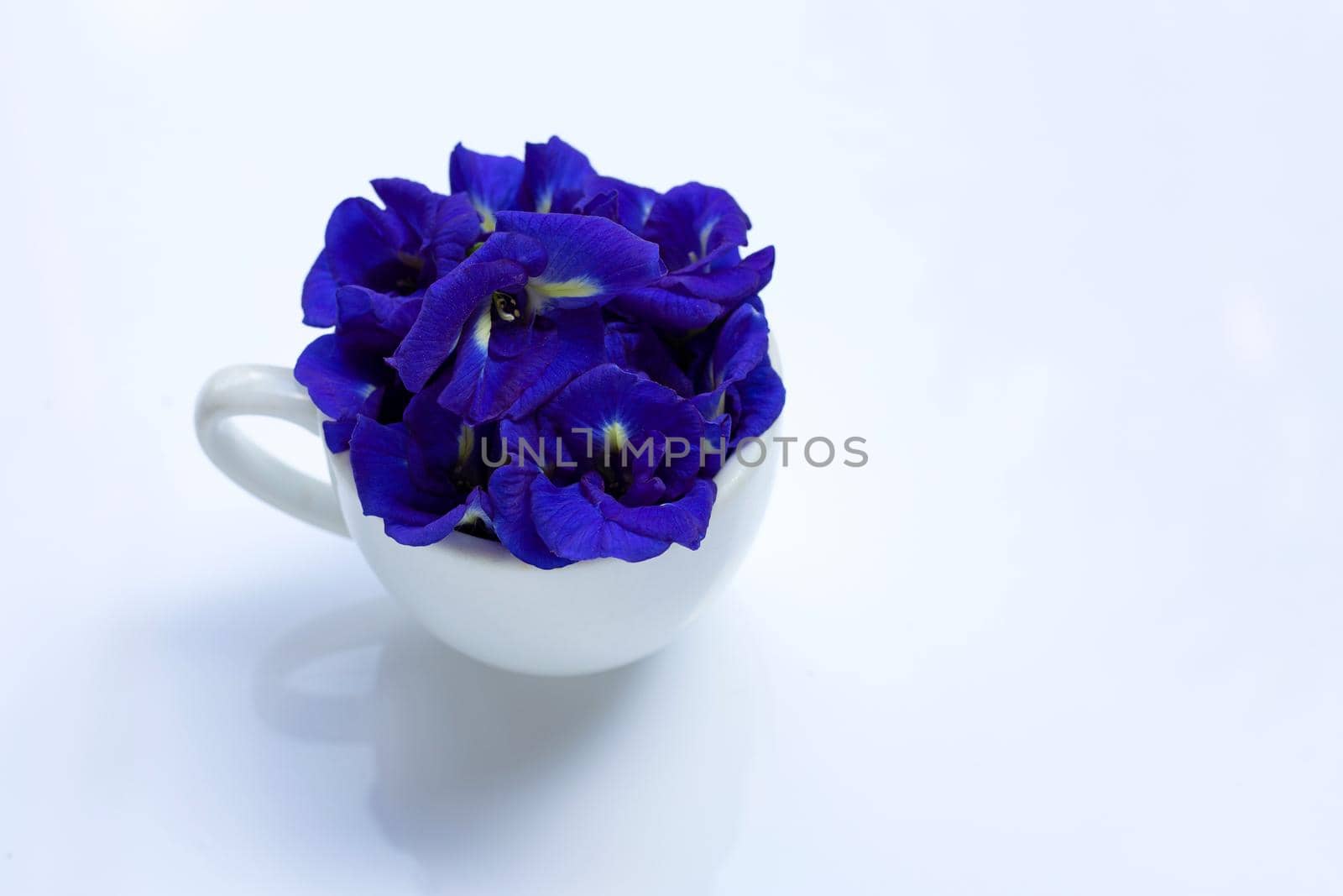 Blue butterfly pea flower in white cup on white background.