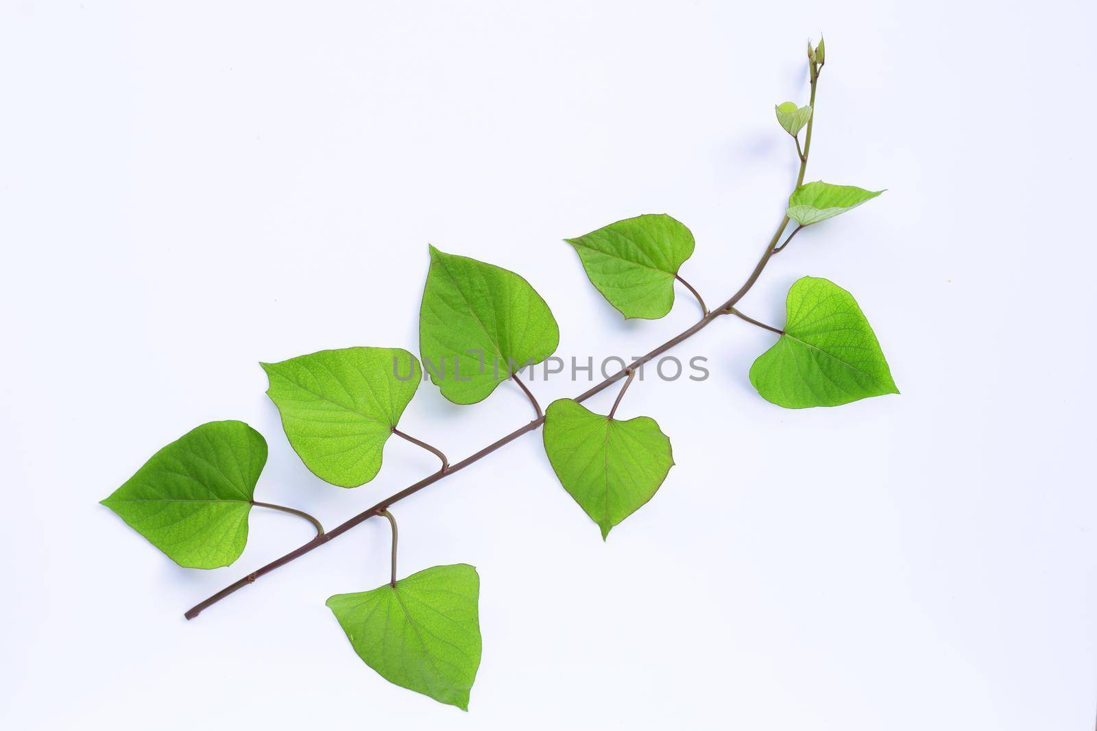 sweet potato leaves on white background.