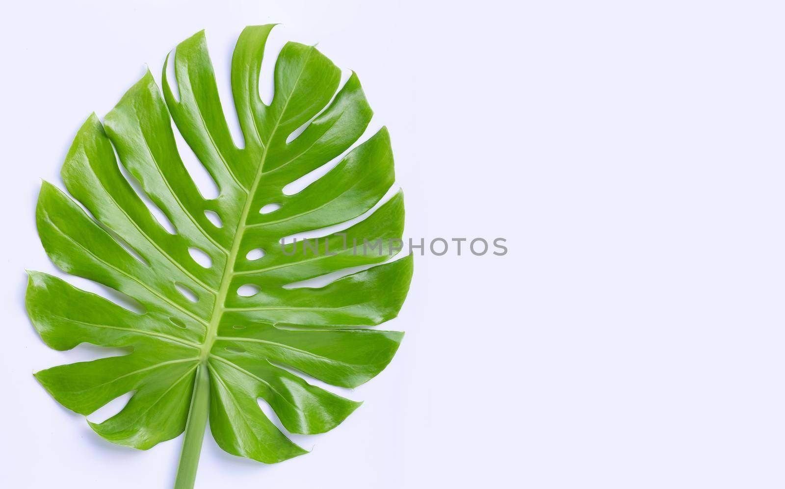 Monstera plant leaves on white background.