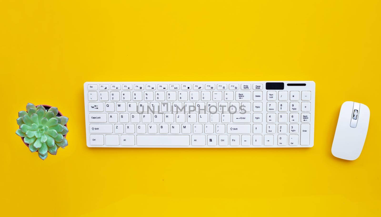 White computer keyboard and mouse with Succulent on yellow background. Copy space