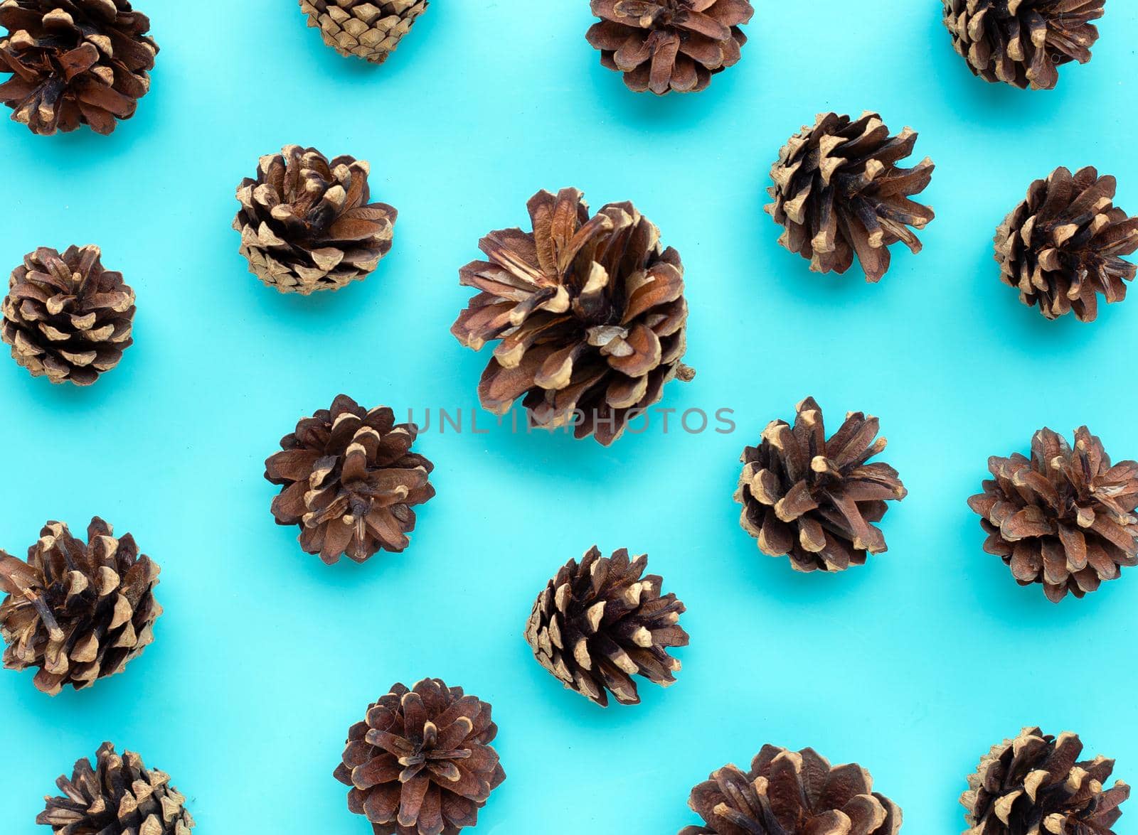 Pine cones isolated on blue background.