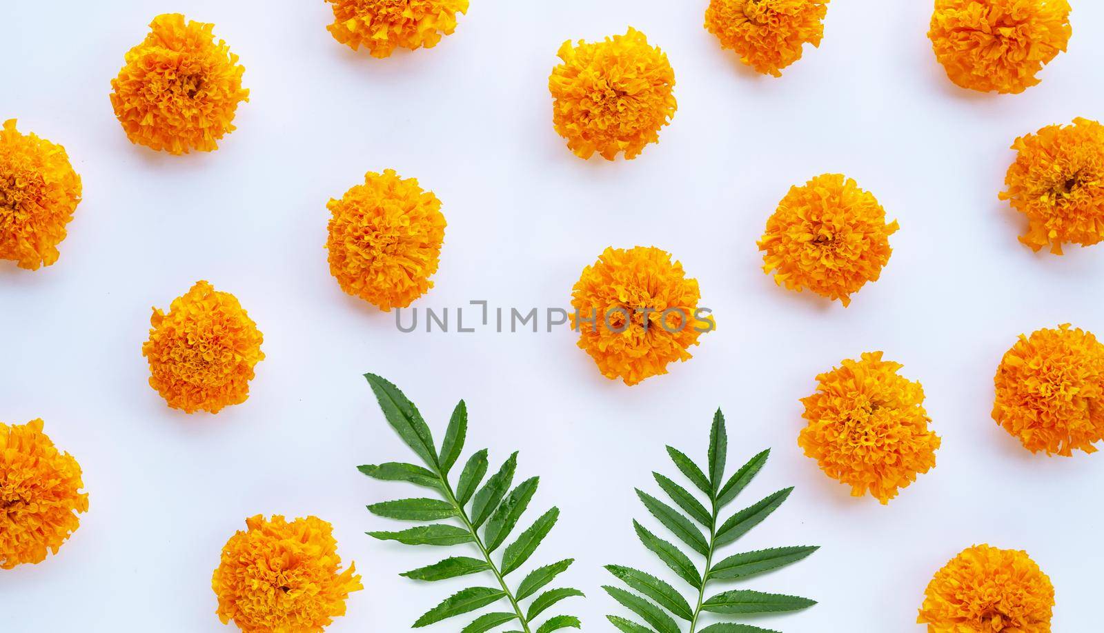 Marigold flower on white background.