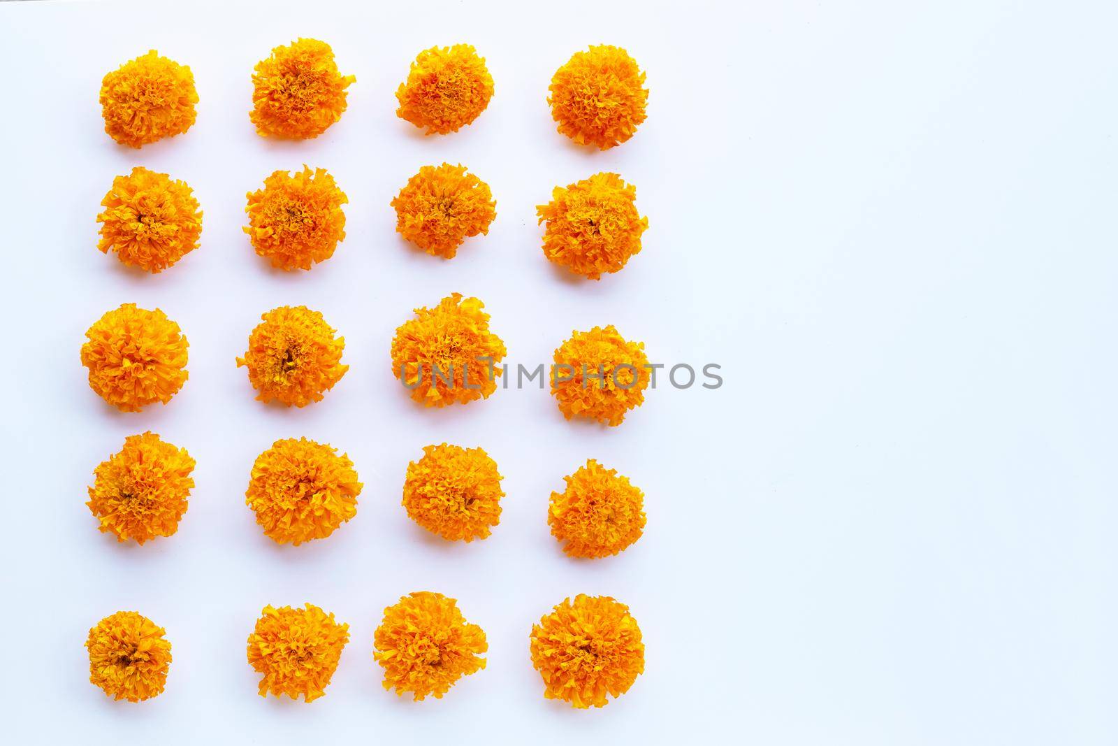 Marigold flower on white background.