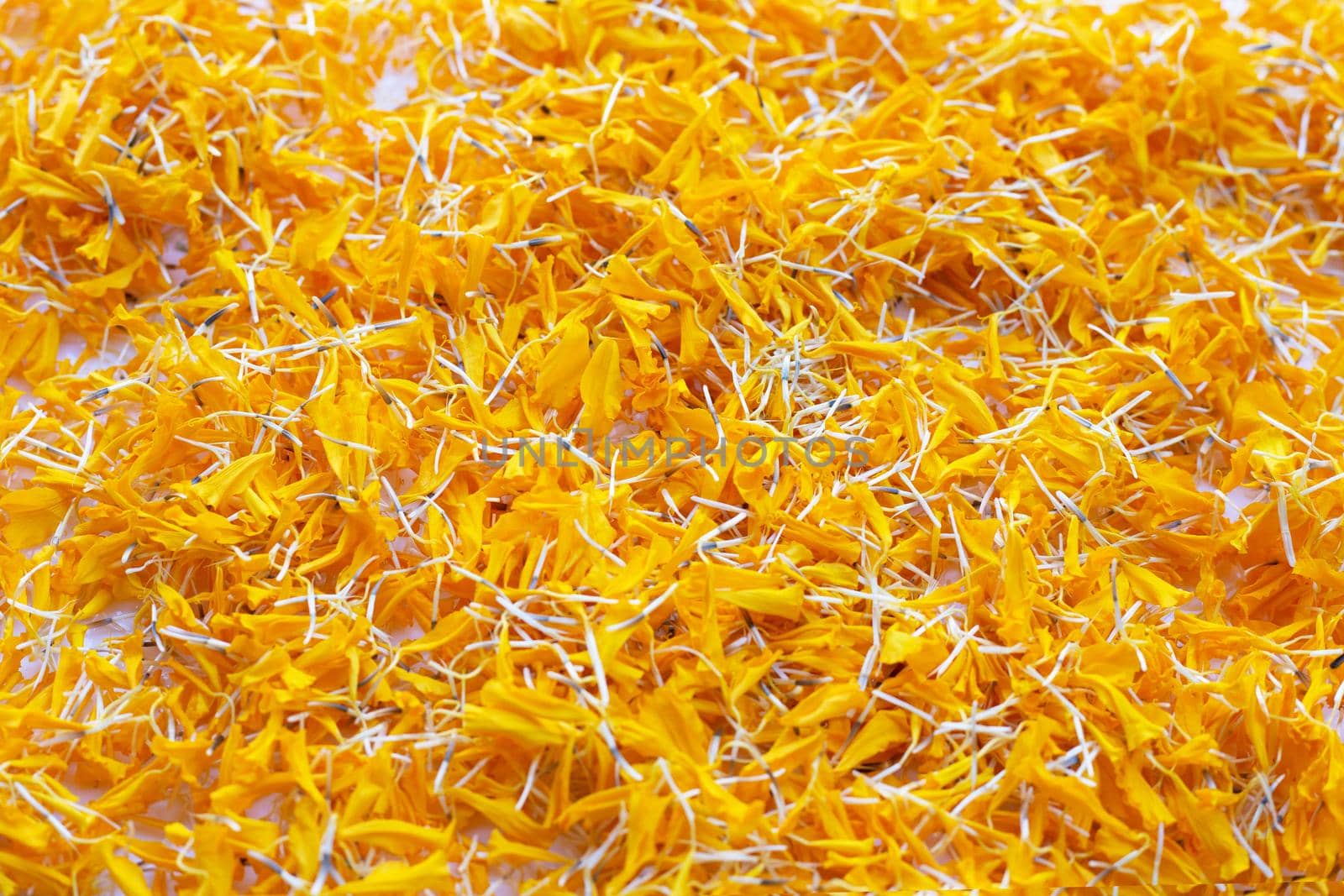 Petals of marigold flower on white background.