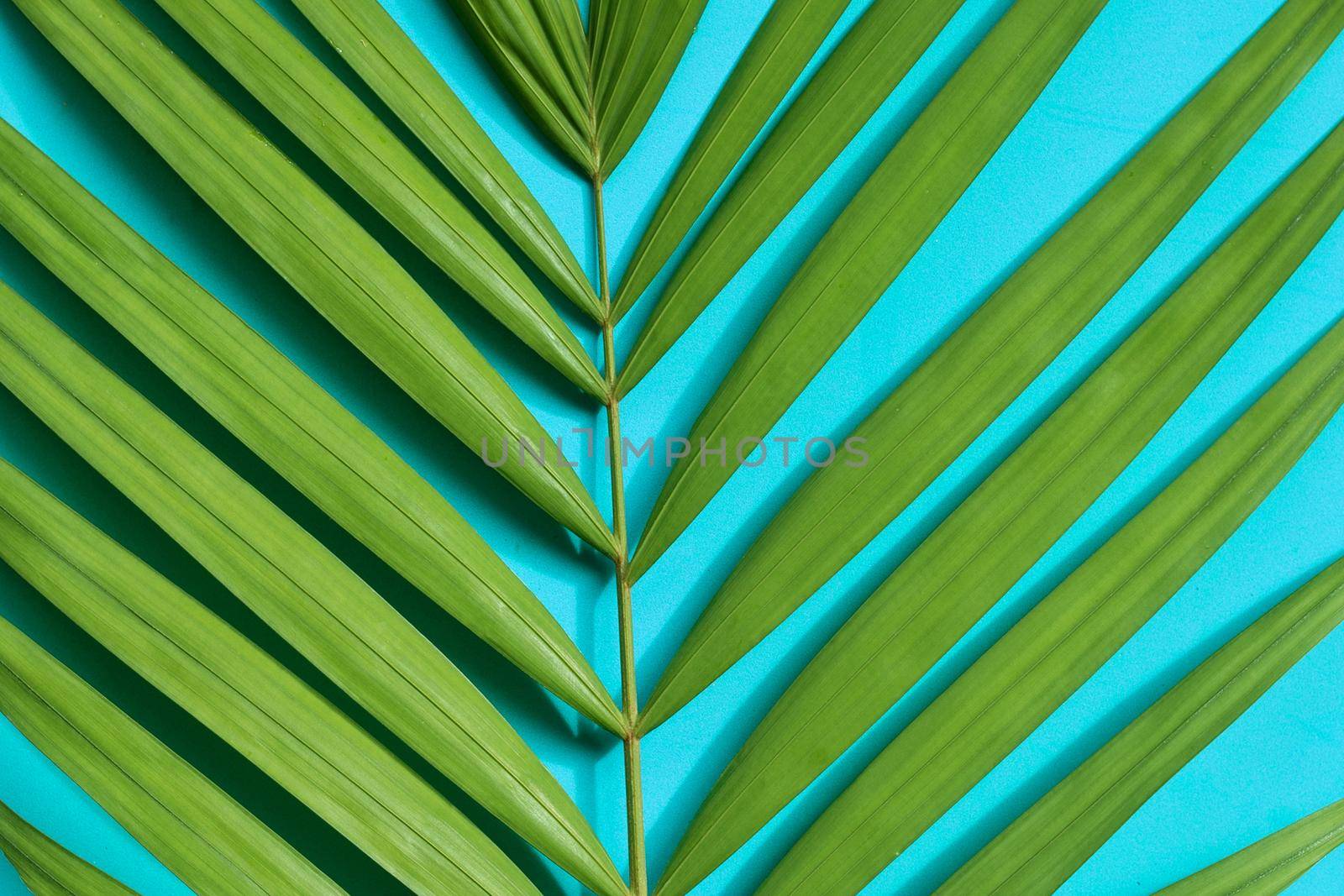 Tropical palm leaves on blue background.