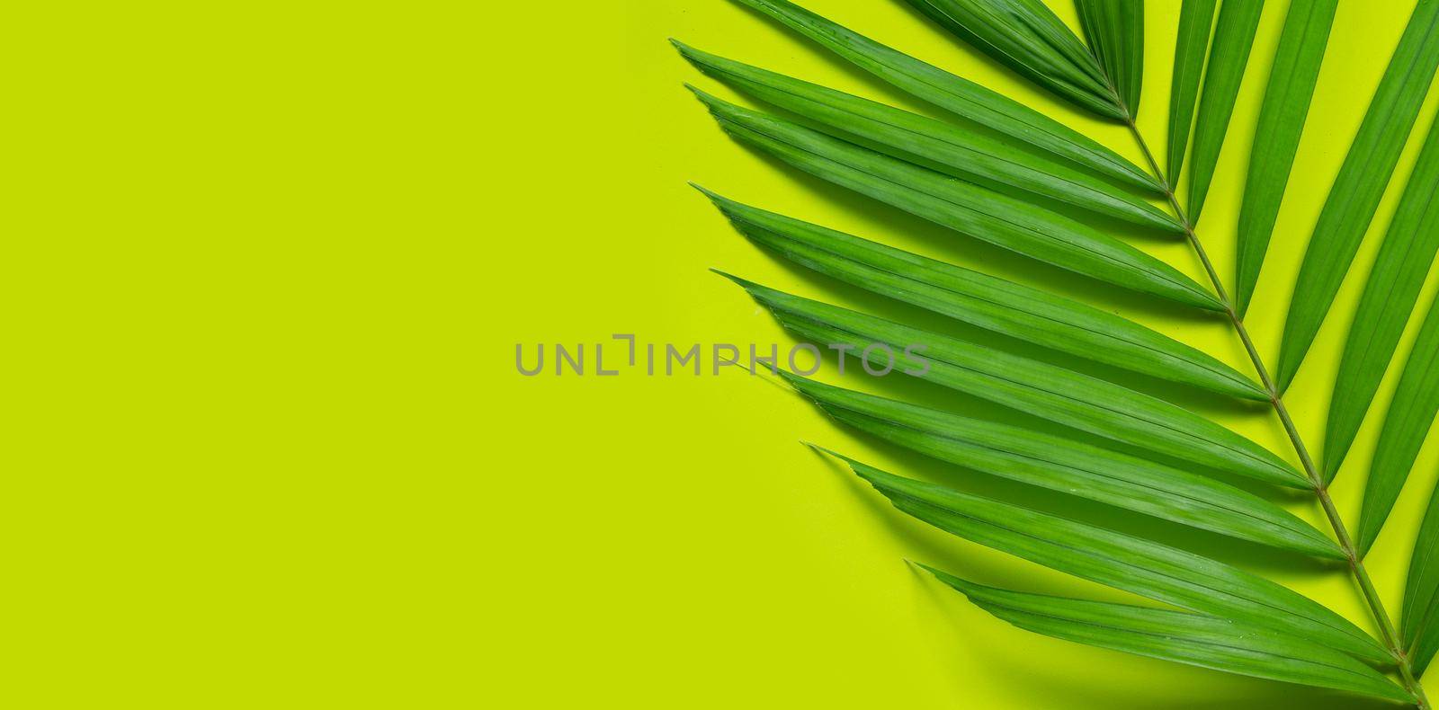 Tropical palm leaves on green background. by Bowonpat
