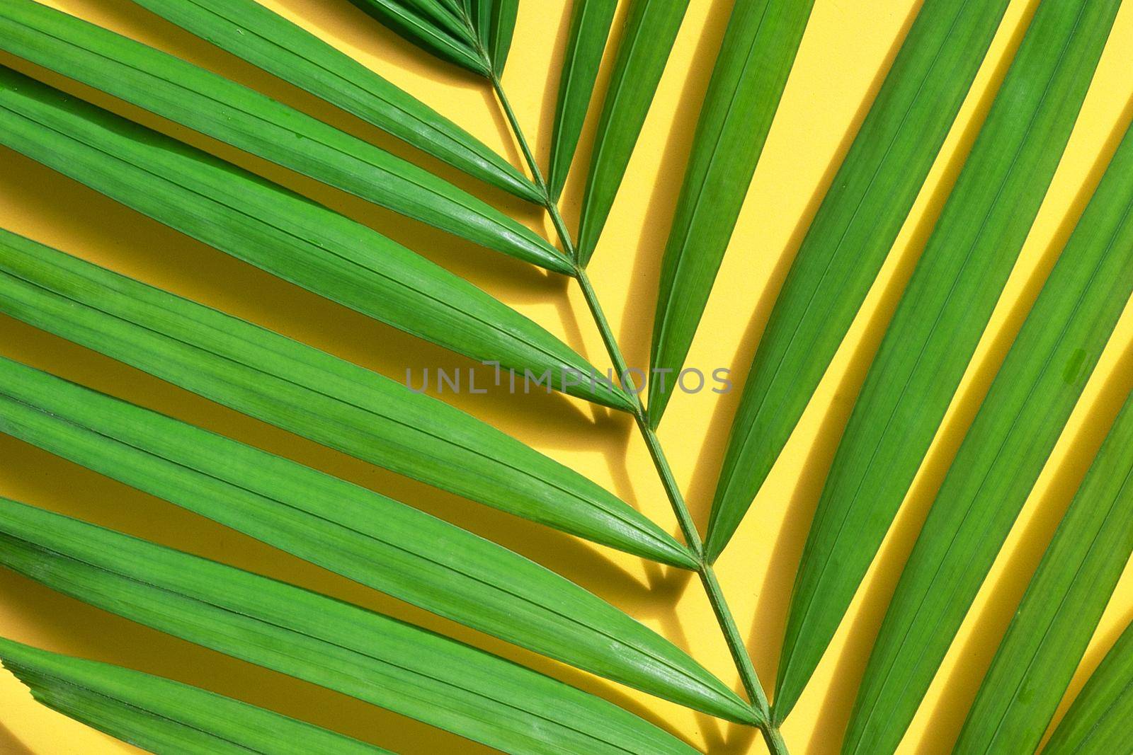Tropical palm leaves on yellow background.