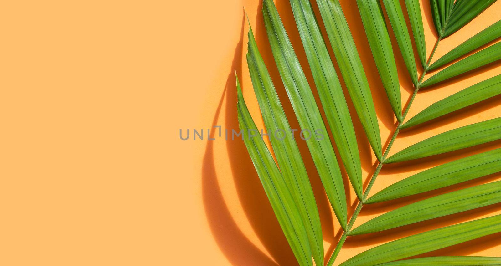 Tropical palm leaves on blue background.