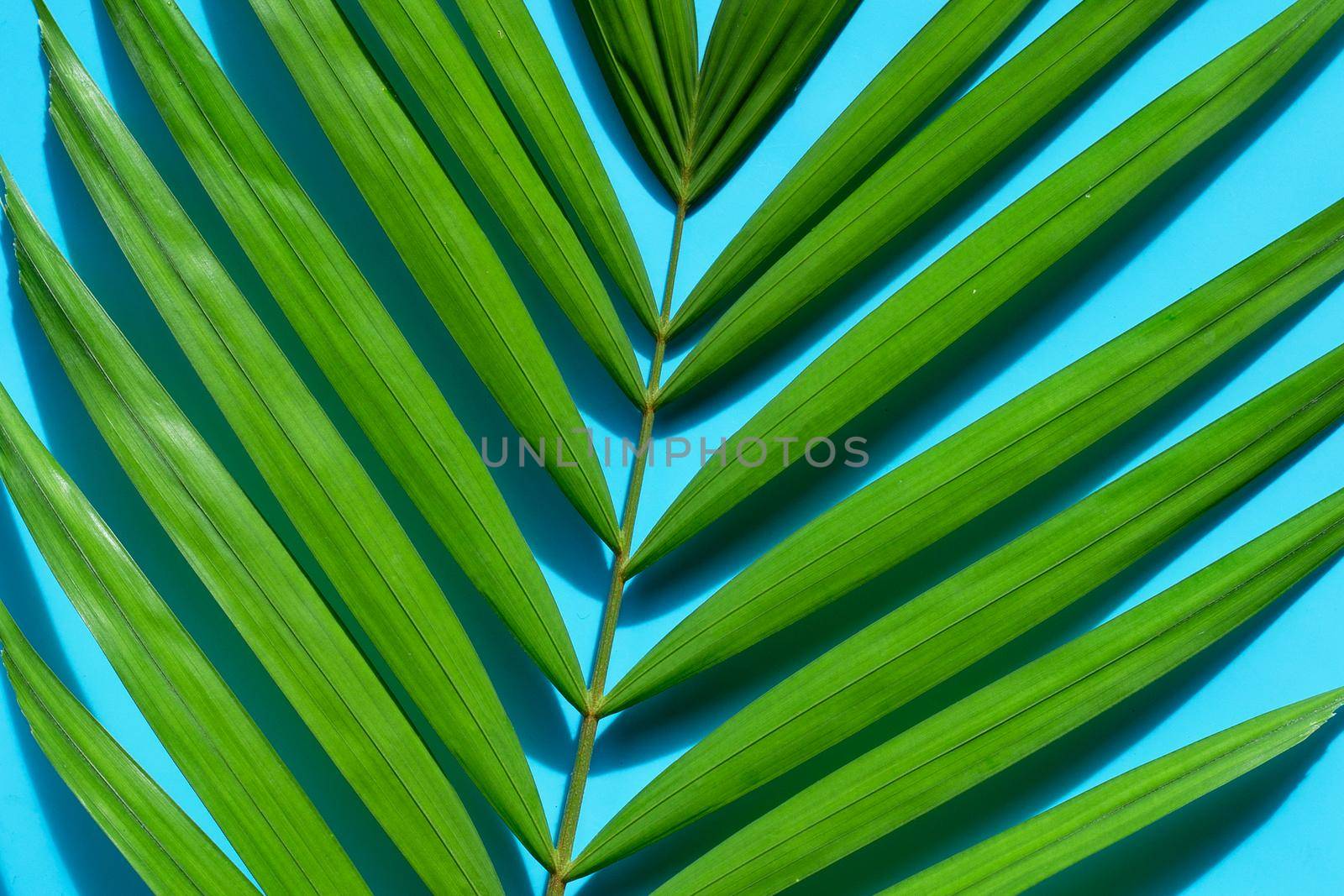 Tropical palm leaves on blue background.