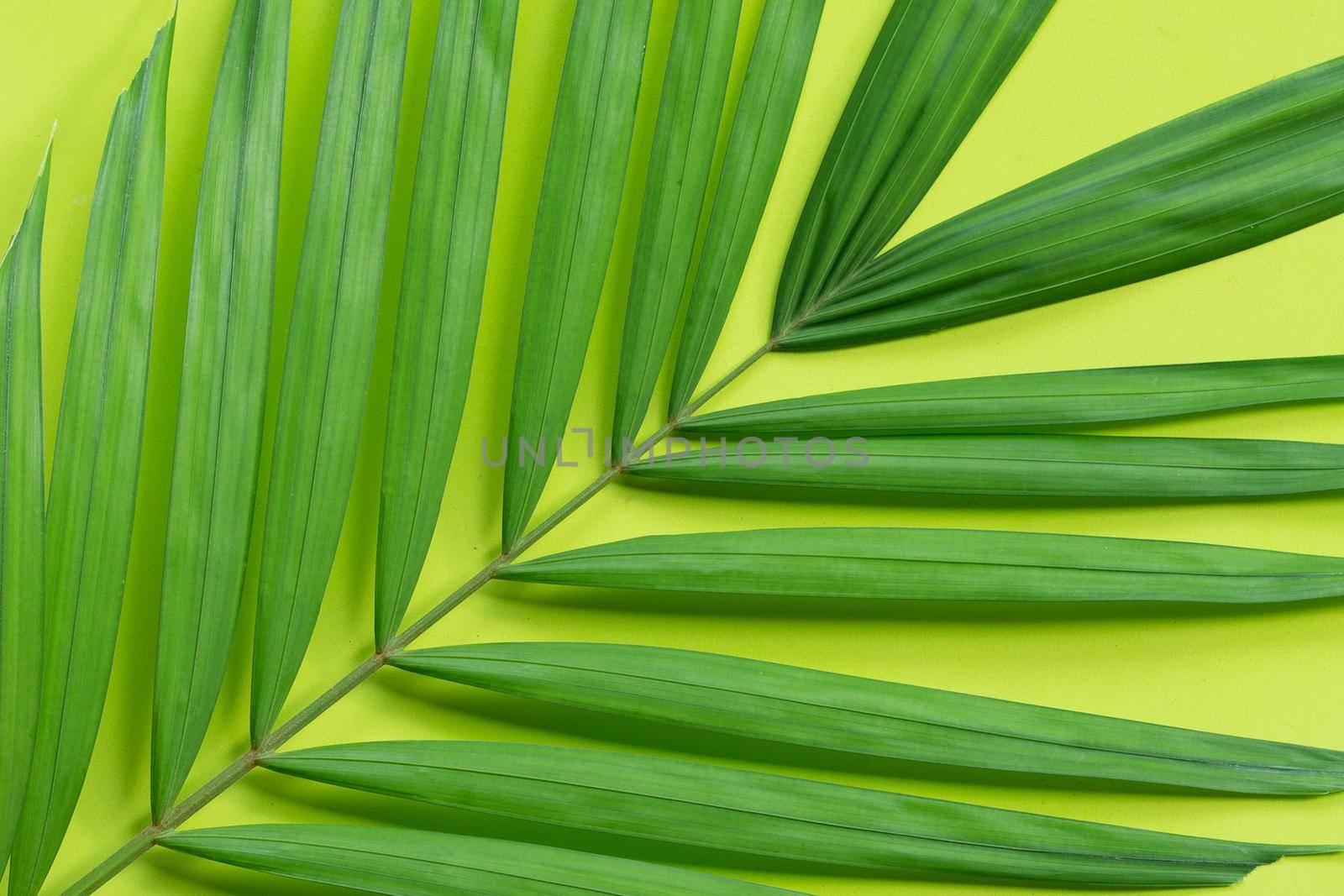 Tropical palm leaves on green background.
