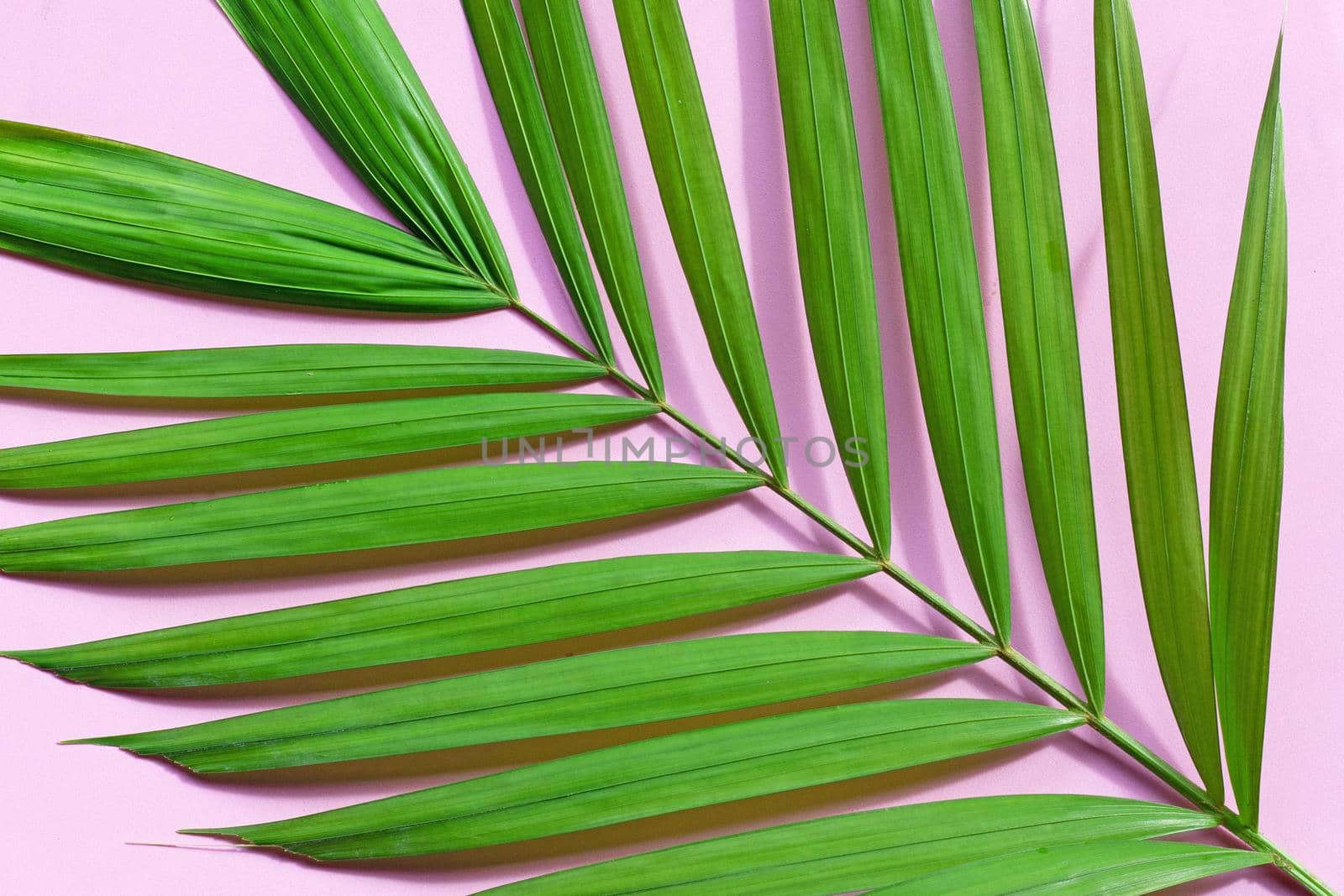 Tropical palm leaves on pink background.