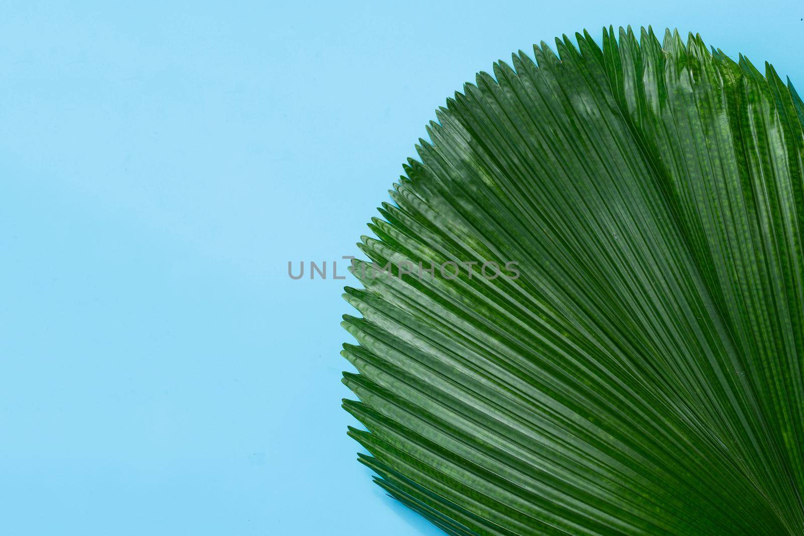  Fiji Fan Palm leaves on blue background.