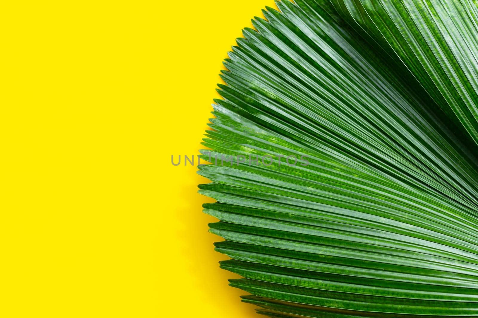 Tropical palm leaves on yellow background.