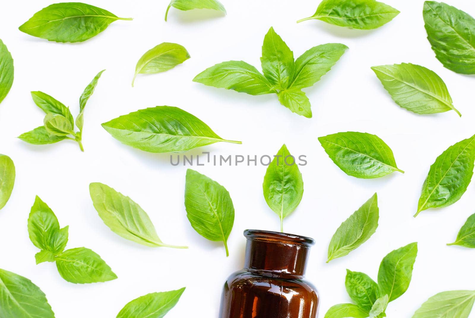 A bottle of essential oil with fresh basil leaves on white