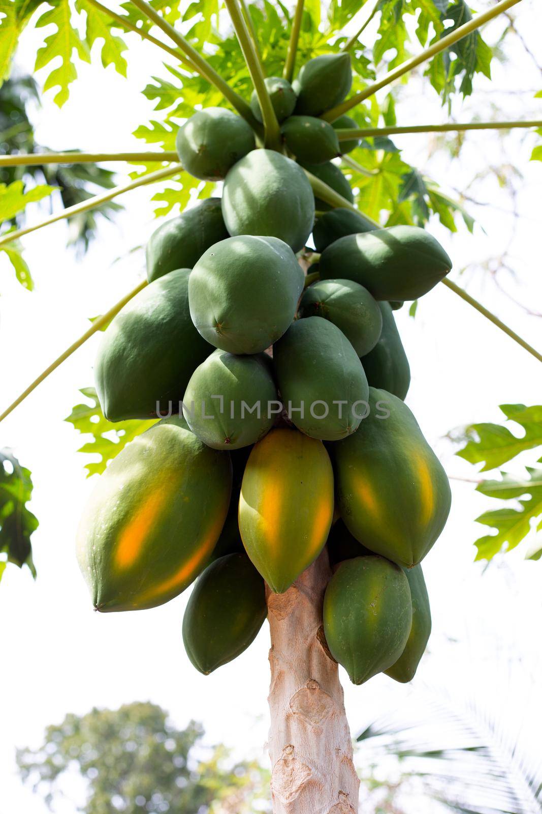 Papaya fruit on the tree in garden.