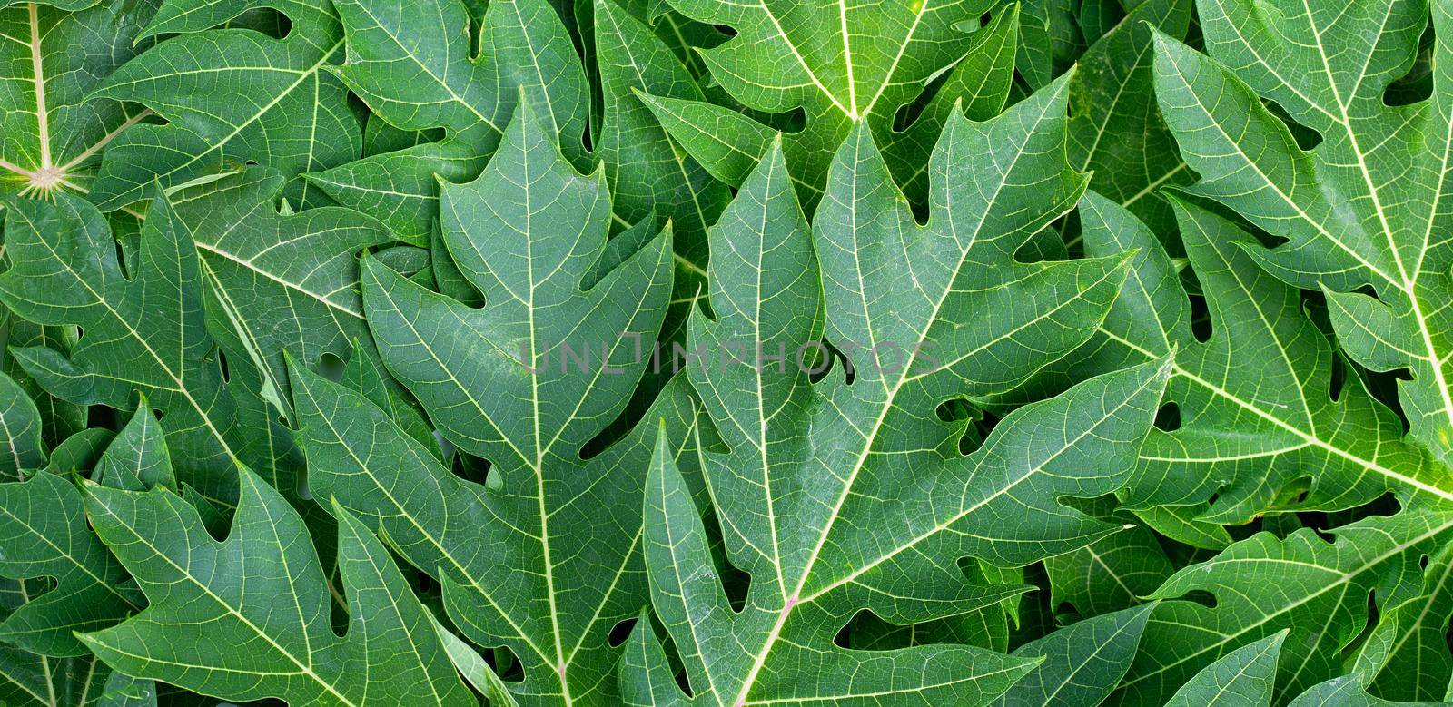 Papaya leaves background. Top view