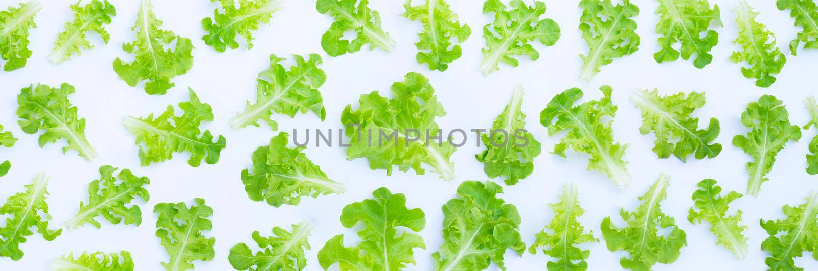 Green oak lettuce leaves on white background. Top view