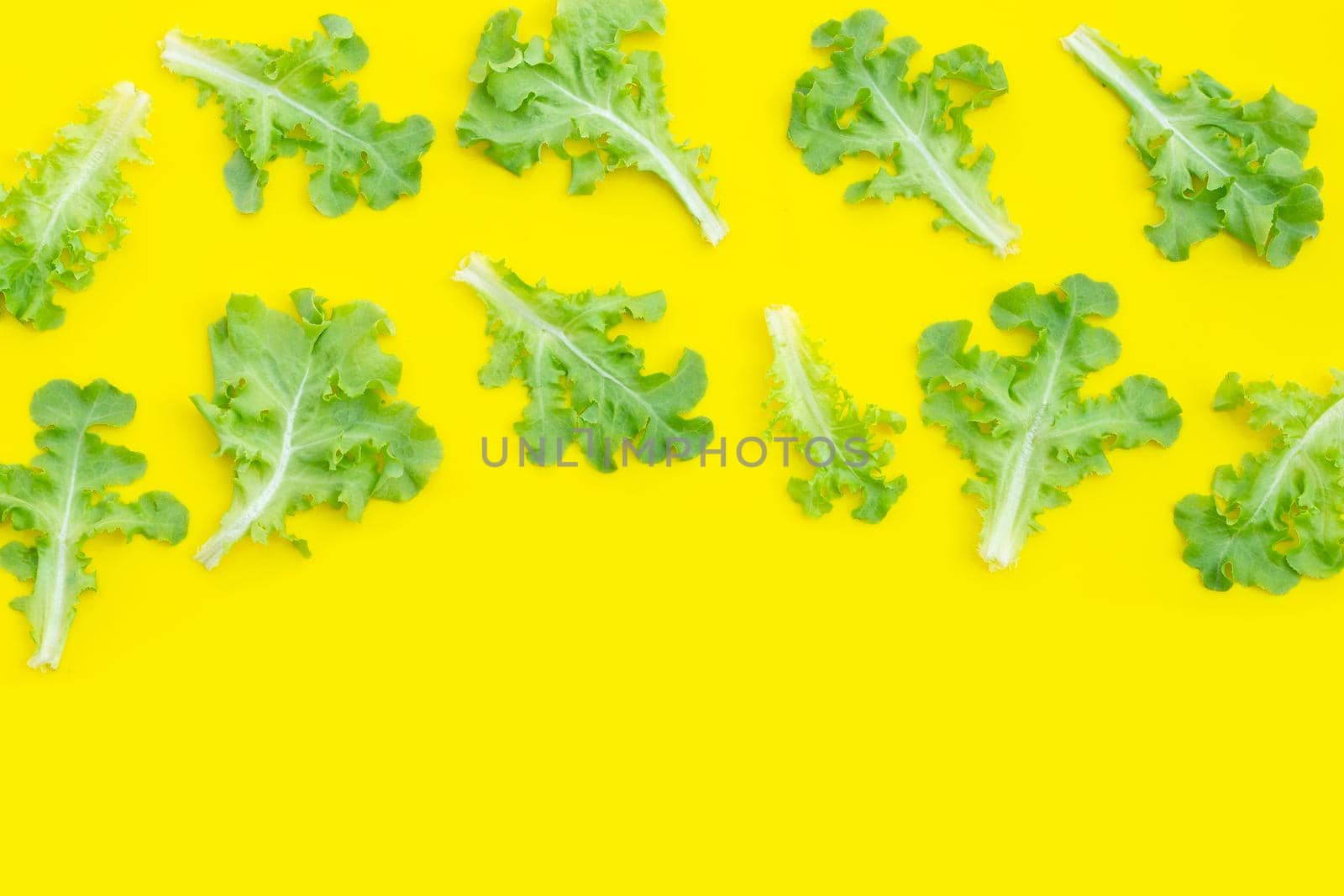 Green oak lettuce leaves on yellow background. Top view
